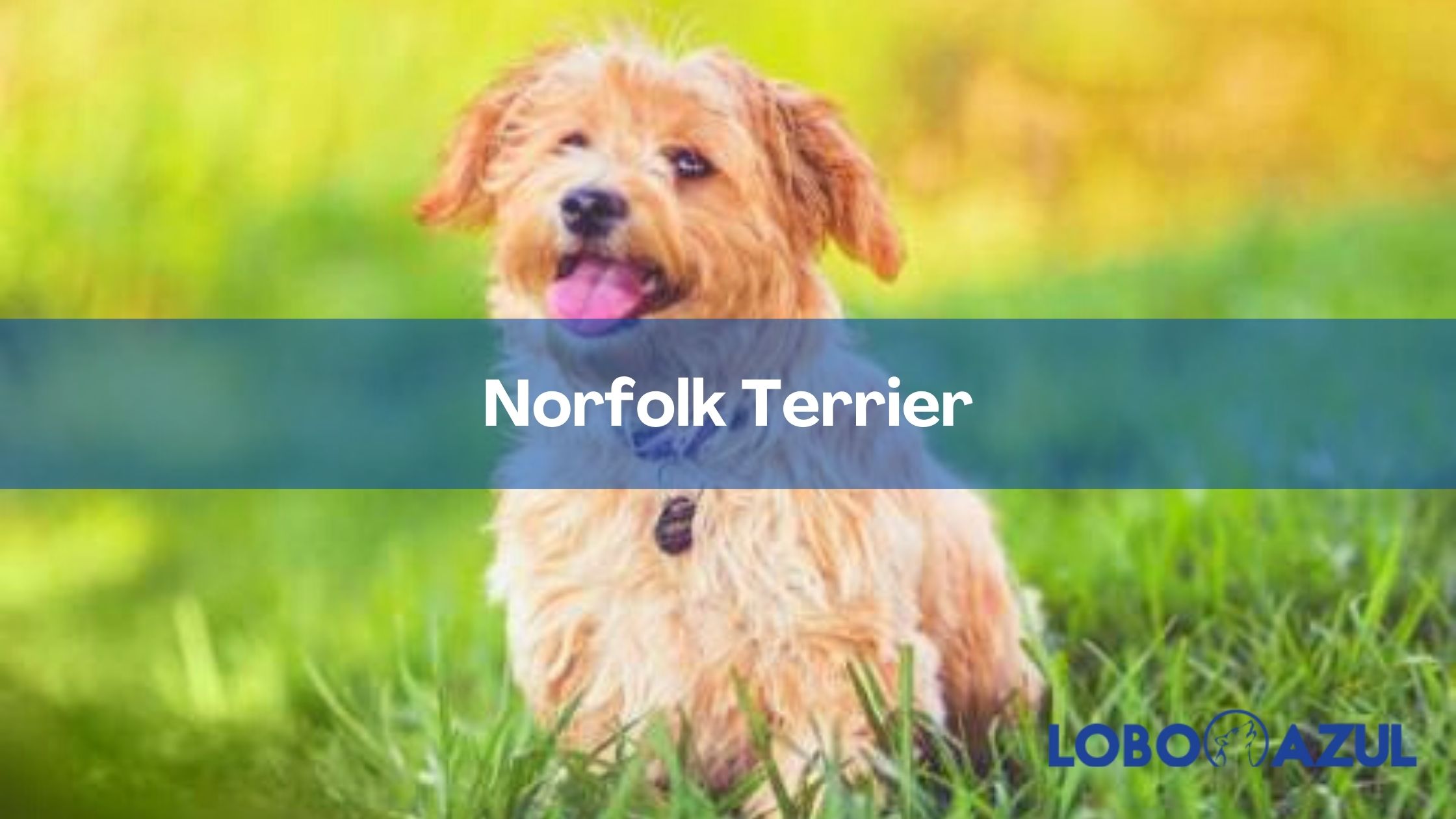 Norfolk Terrier - Amigable y juguetón