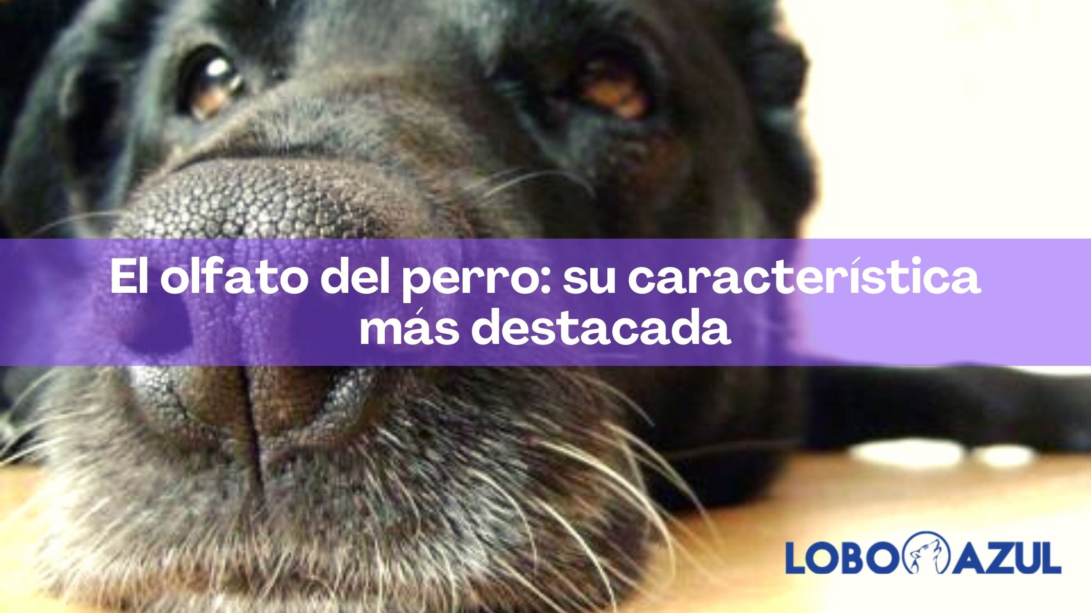 El olfato del perro: su característica más destacada