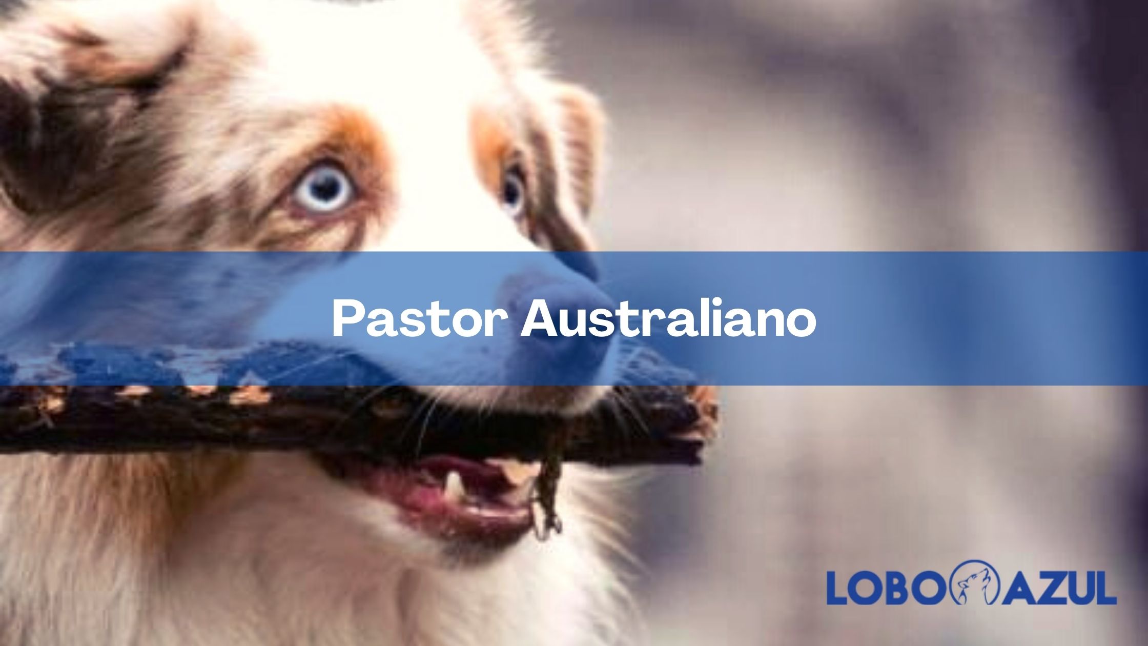 El Enérgico Pastor Australiano