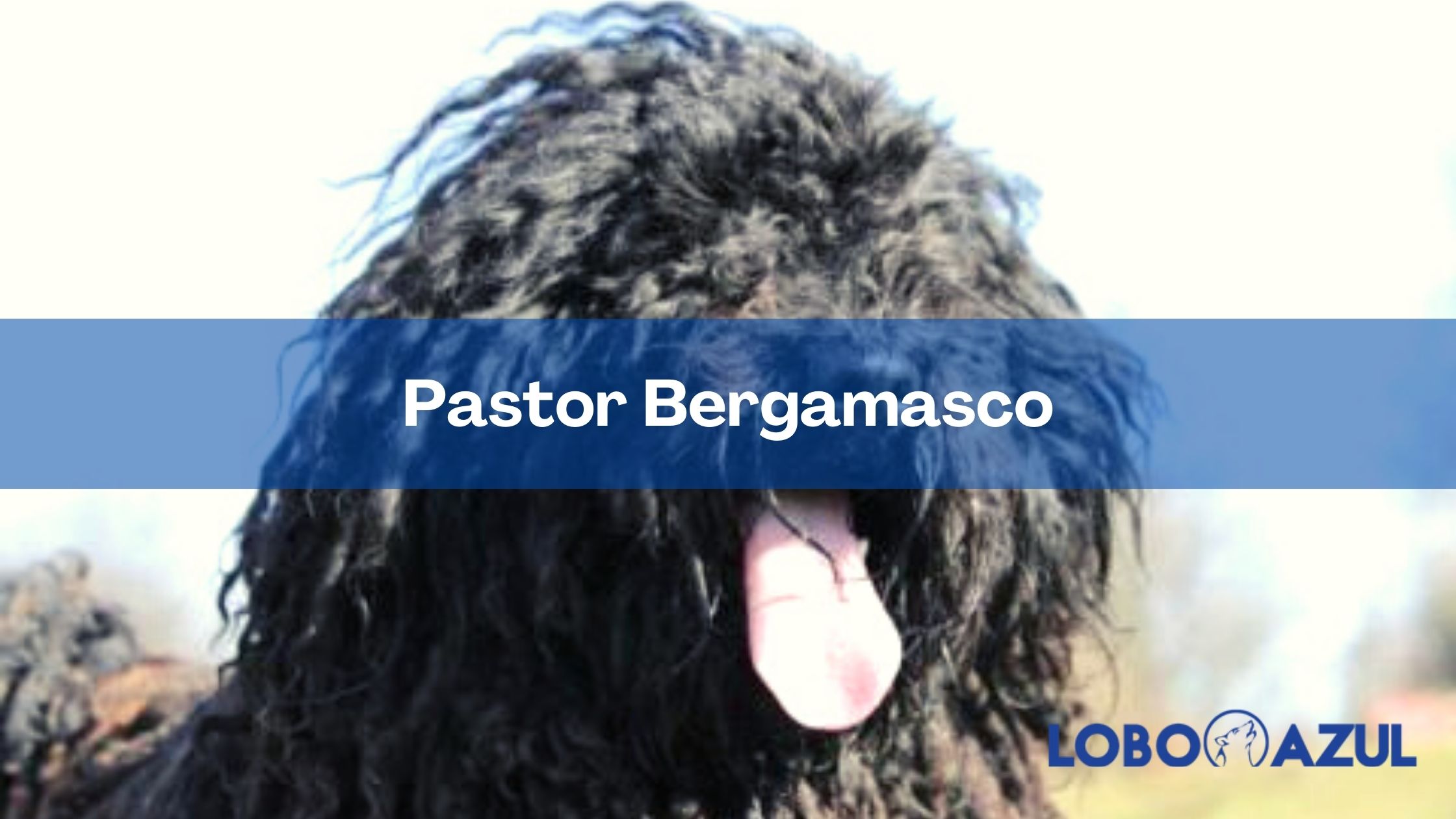 Pastor Bergamasco: un vigilante tranquilo e inteligente