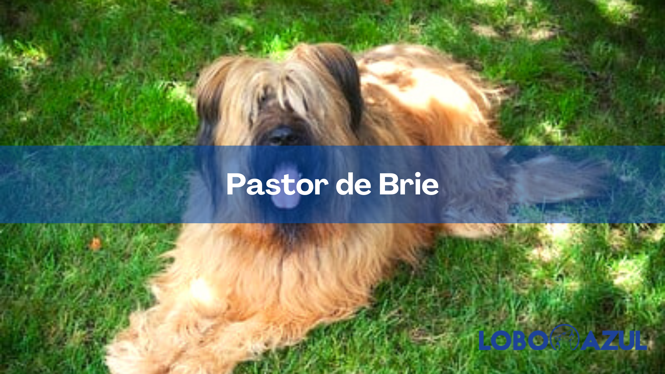 El Pastor de Brie, un intrépido amigo peludo