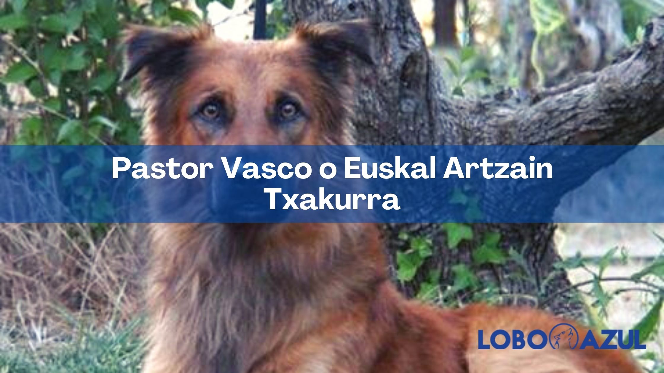 Pastor Vasco o Euskal Artzain Txakurra - Conociendo a esta raza de perros vasca