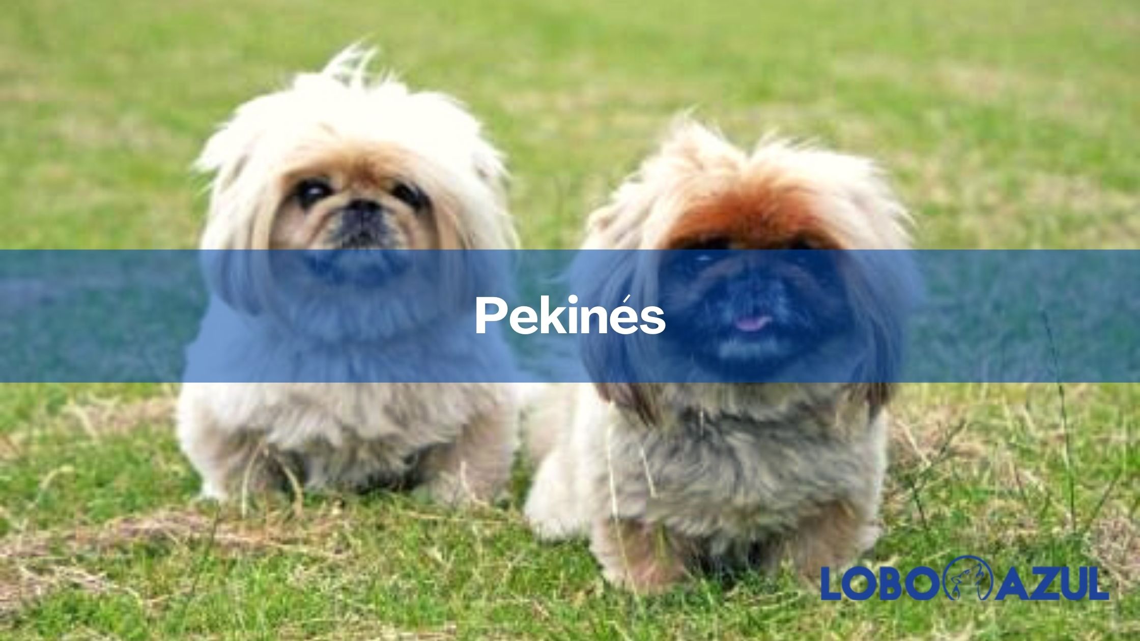 Pekinés - una pequeña y fuerte raza