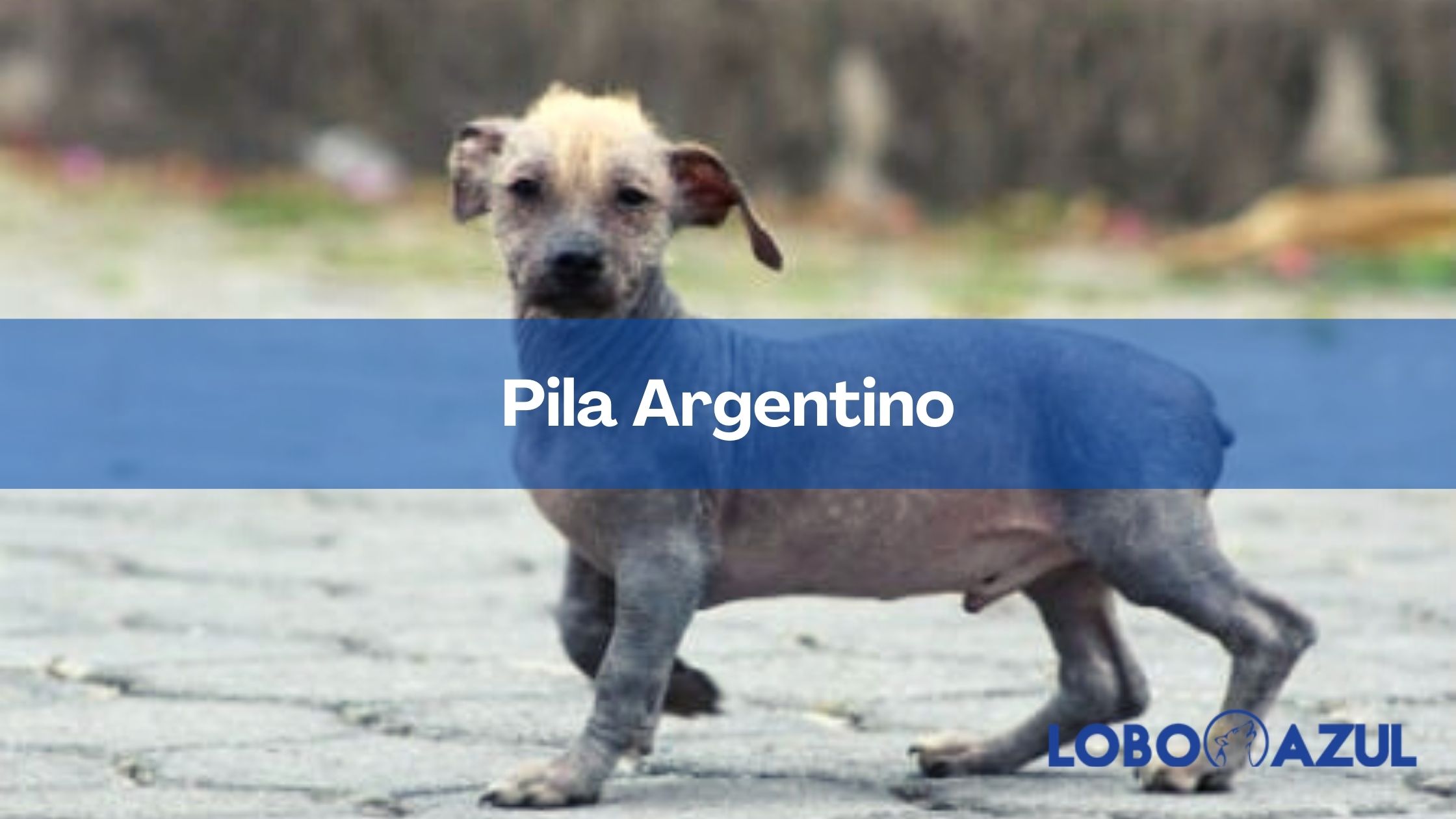 Perro Pila Argentino - un pelado compañero canino