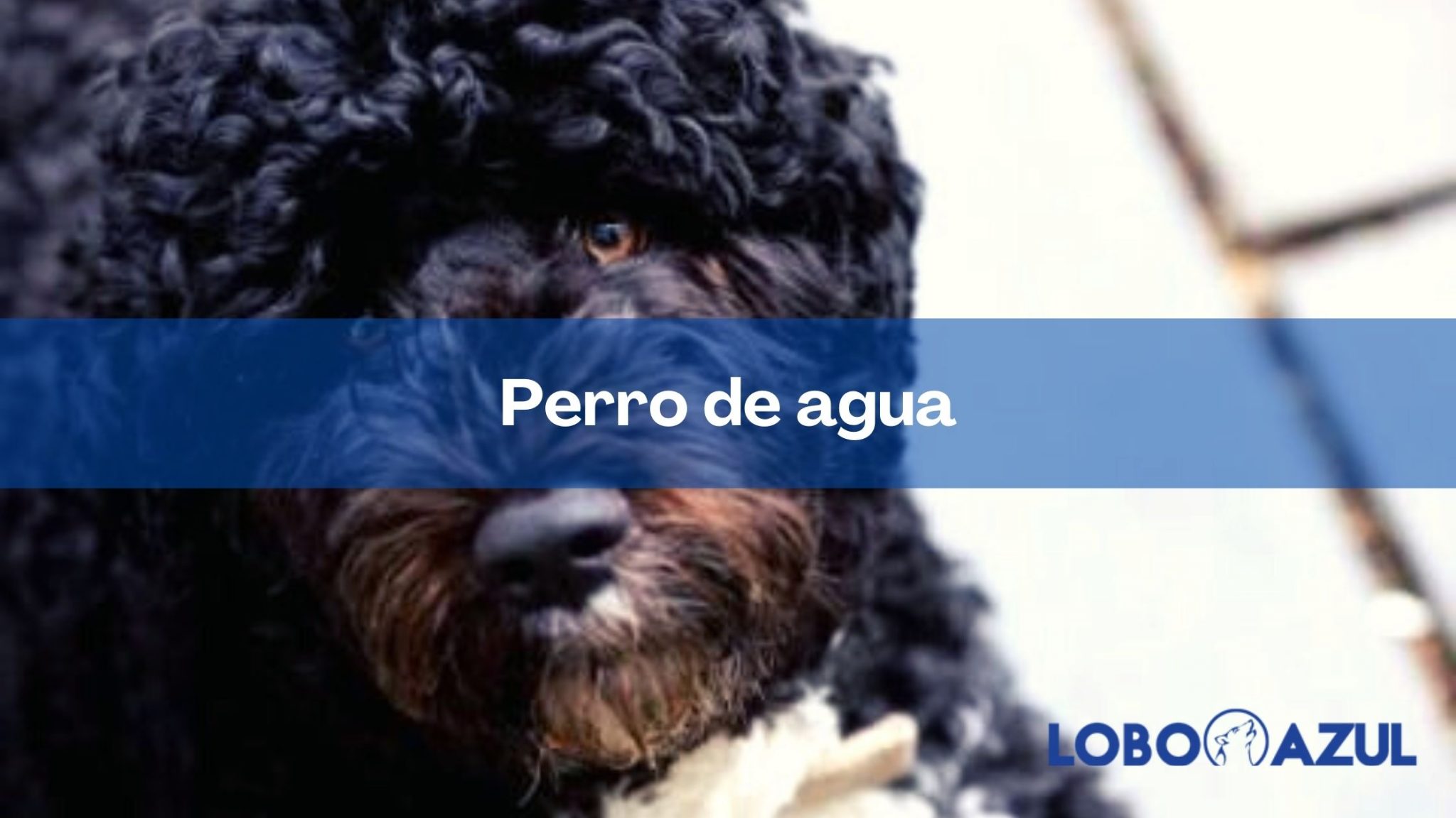 Perro de agua portugués | Todo lo que necesitas saber