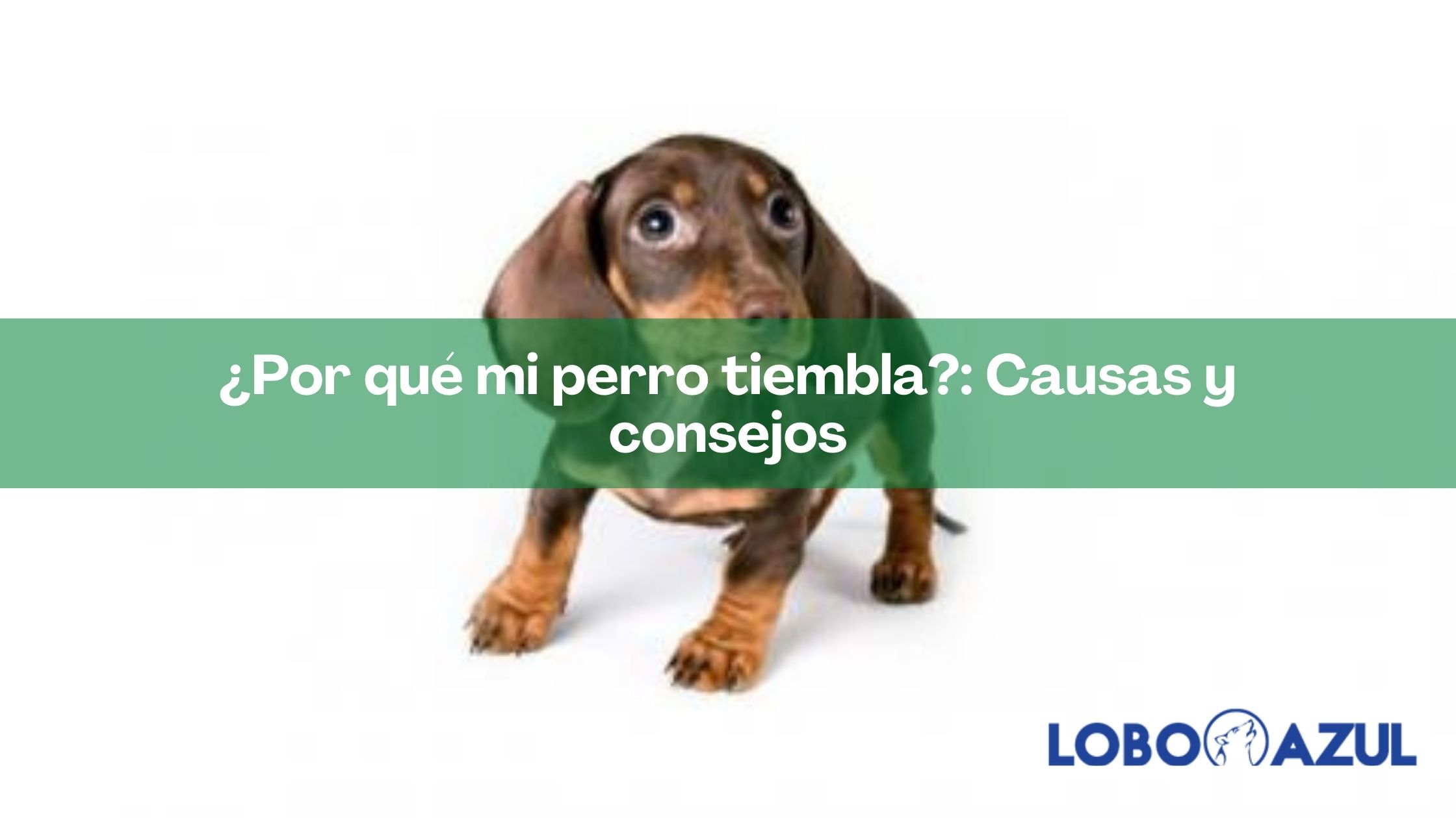 ¿Por qué mi perro tiembla?: Causas y consejos