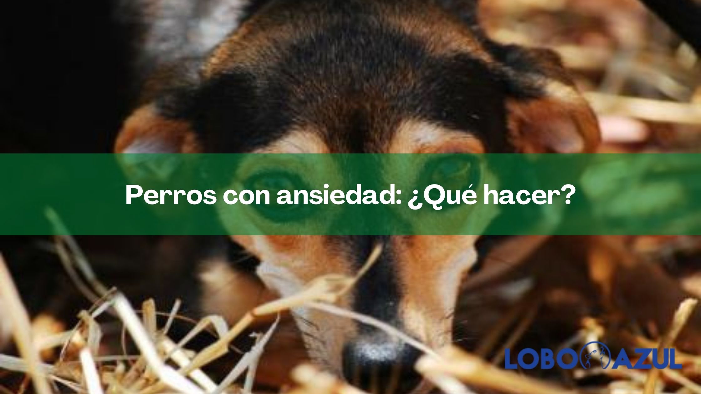 Perros con ansiedad: ¿Qué hacer?