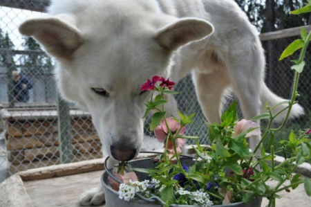 Sintomas de intoxicacion por plantas en perros