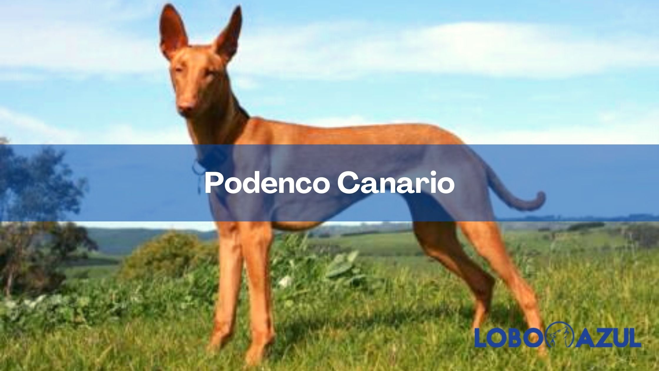 Podenco Canario: el perro cazador