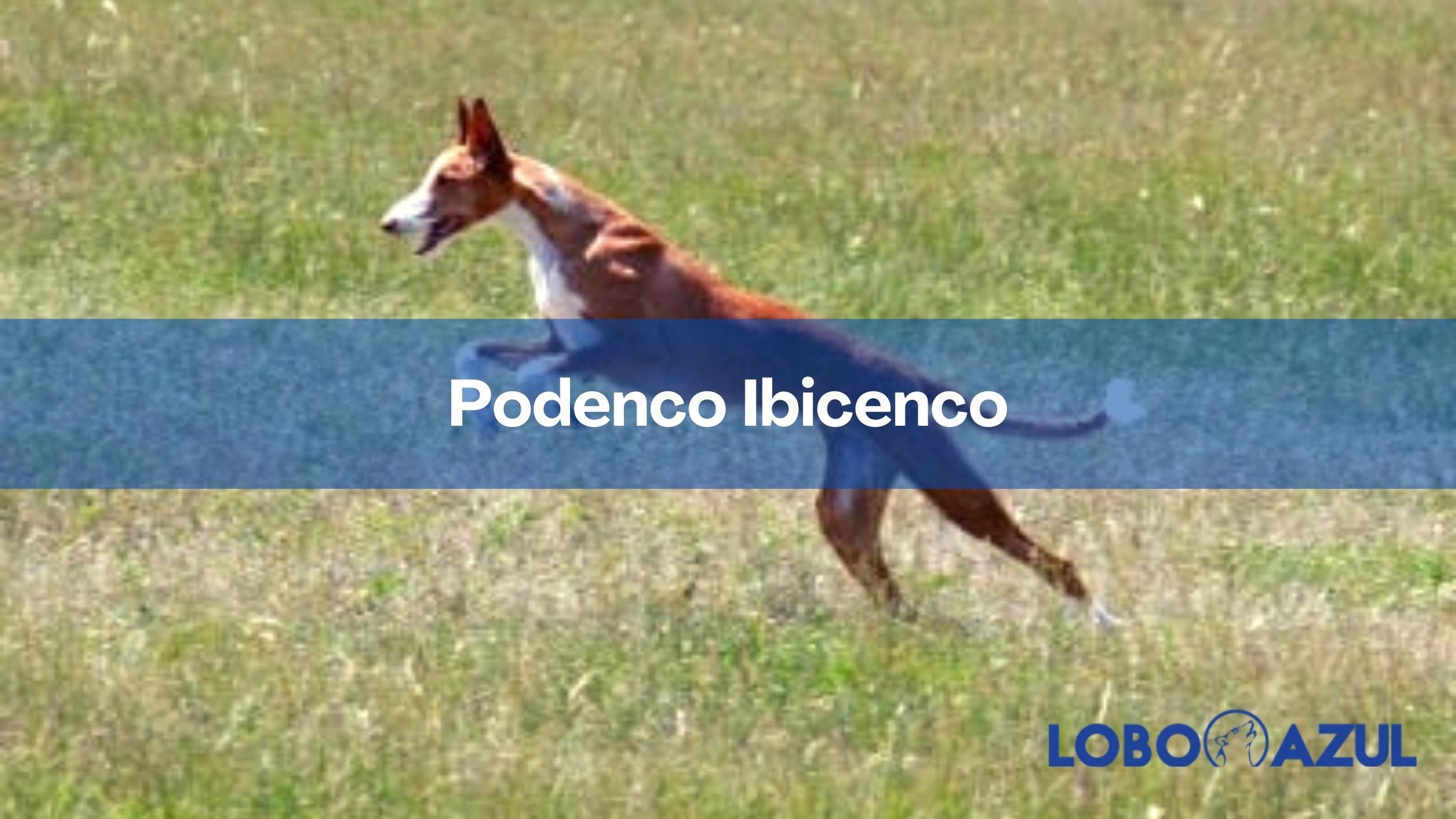 Podenco Ibicenco - Quiero adoptar un uno ¿Qué debo saber?