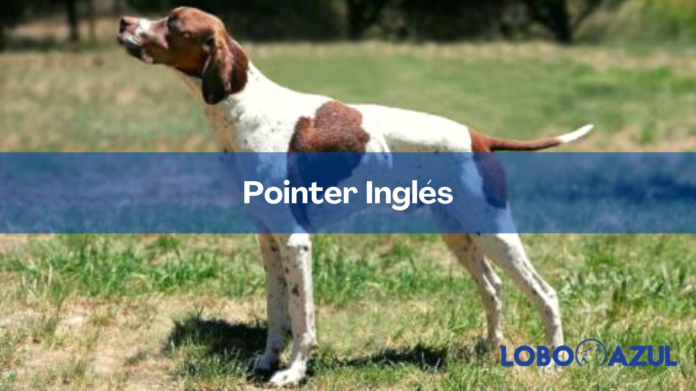 Pointer - Todo sobre el perro de caza inglés