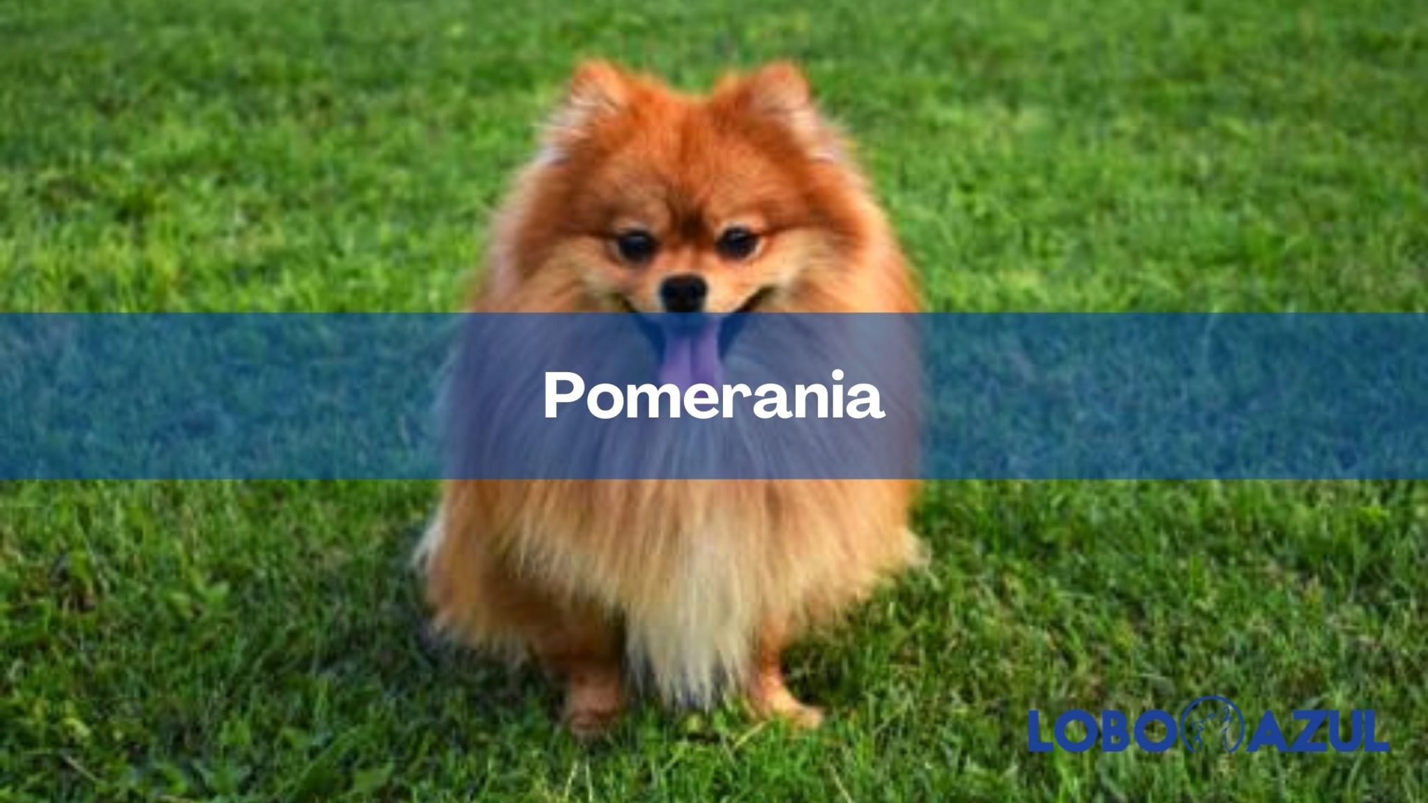 Pomerania | Historia, características y cuidados