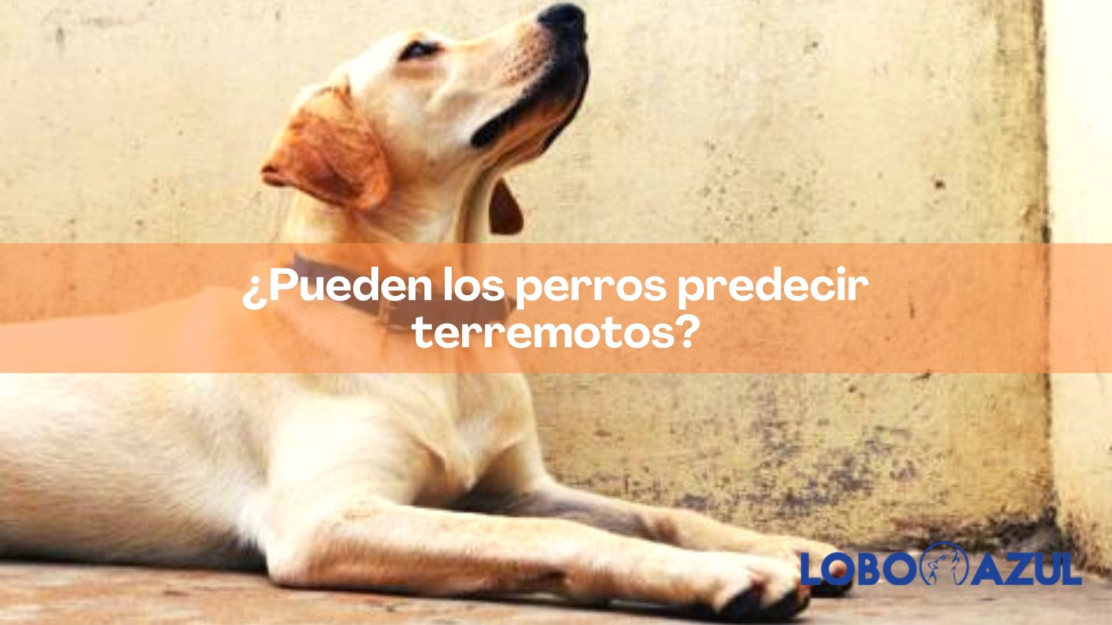 ¿Pueden los perros predecir terremotos?