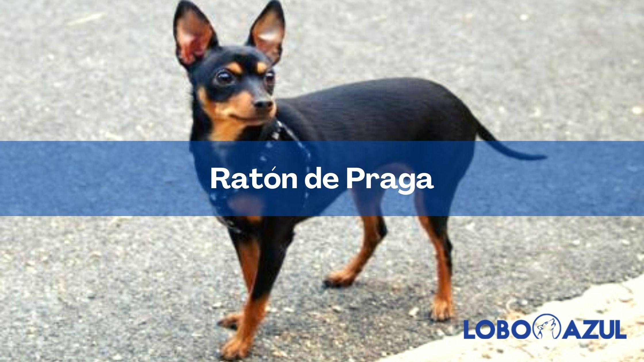 El Ratón de Praga, un pequeño amigo incansable