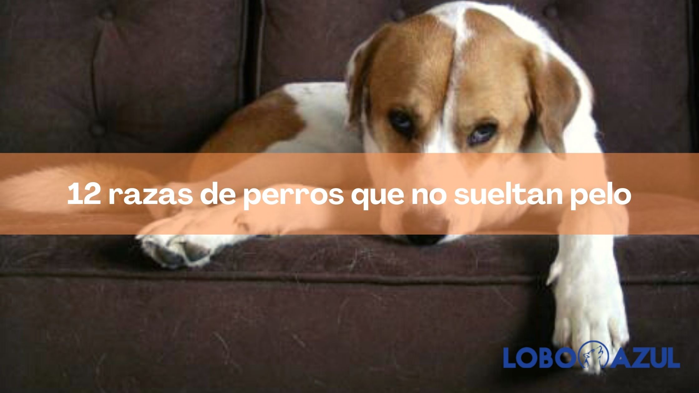 12 razas de perros que no sueltan pelo