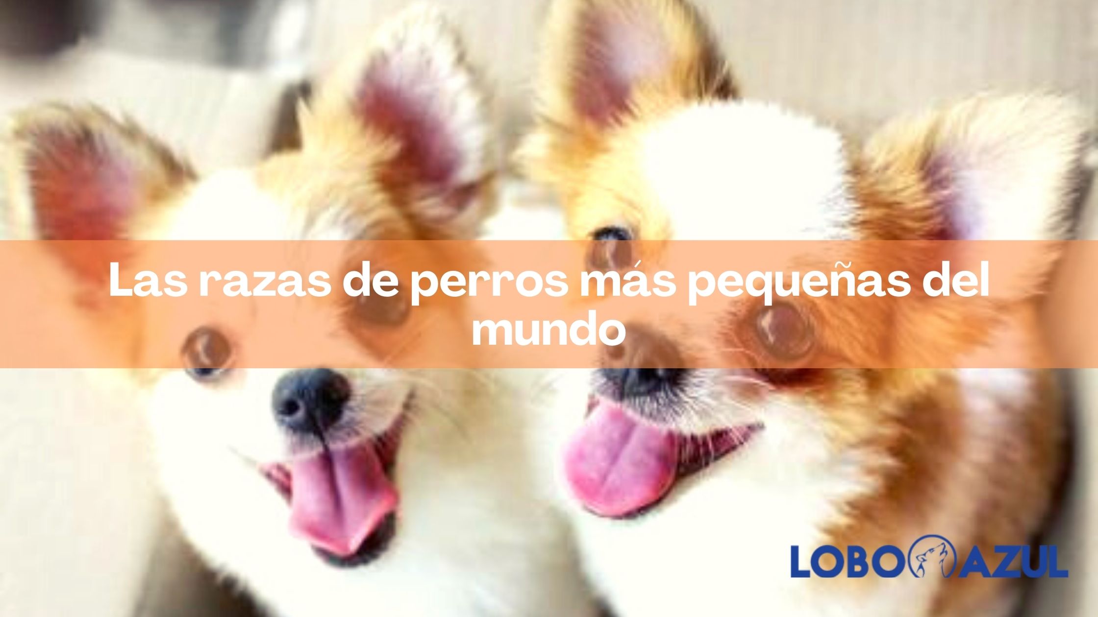 Las razas de perros más pequeñas del mundo