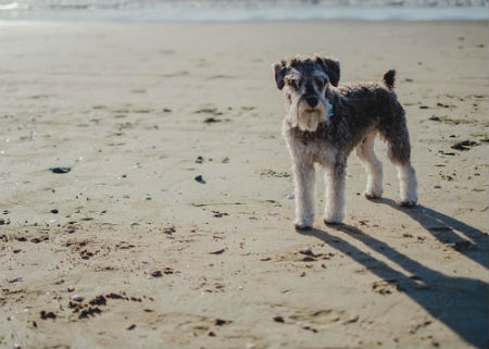 schnauzer