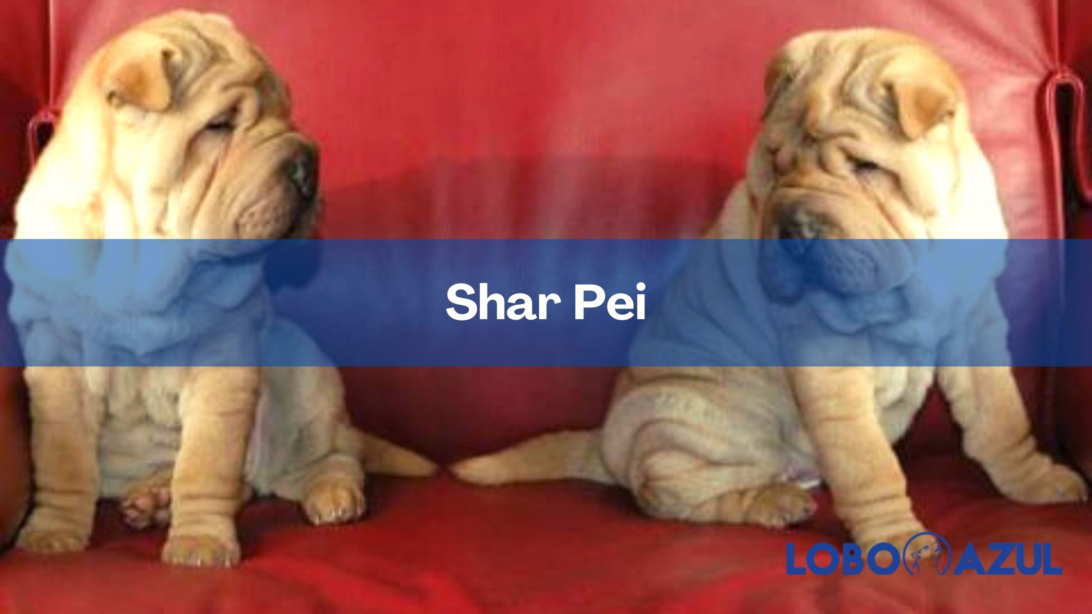 Shar pei - Conoce esta raza milenaria proveniente de China