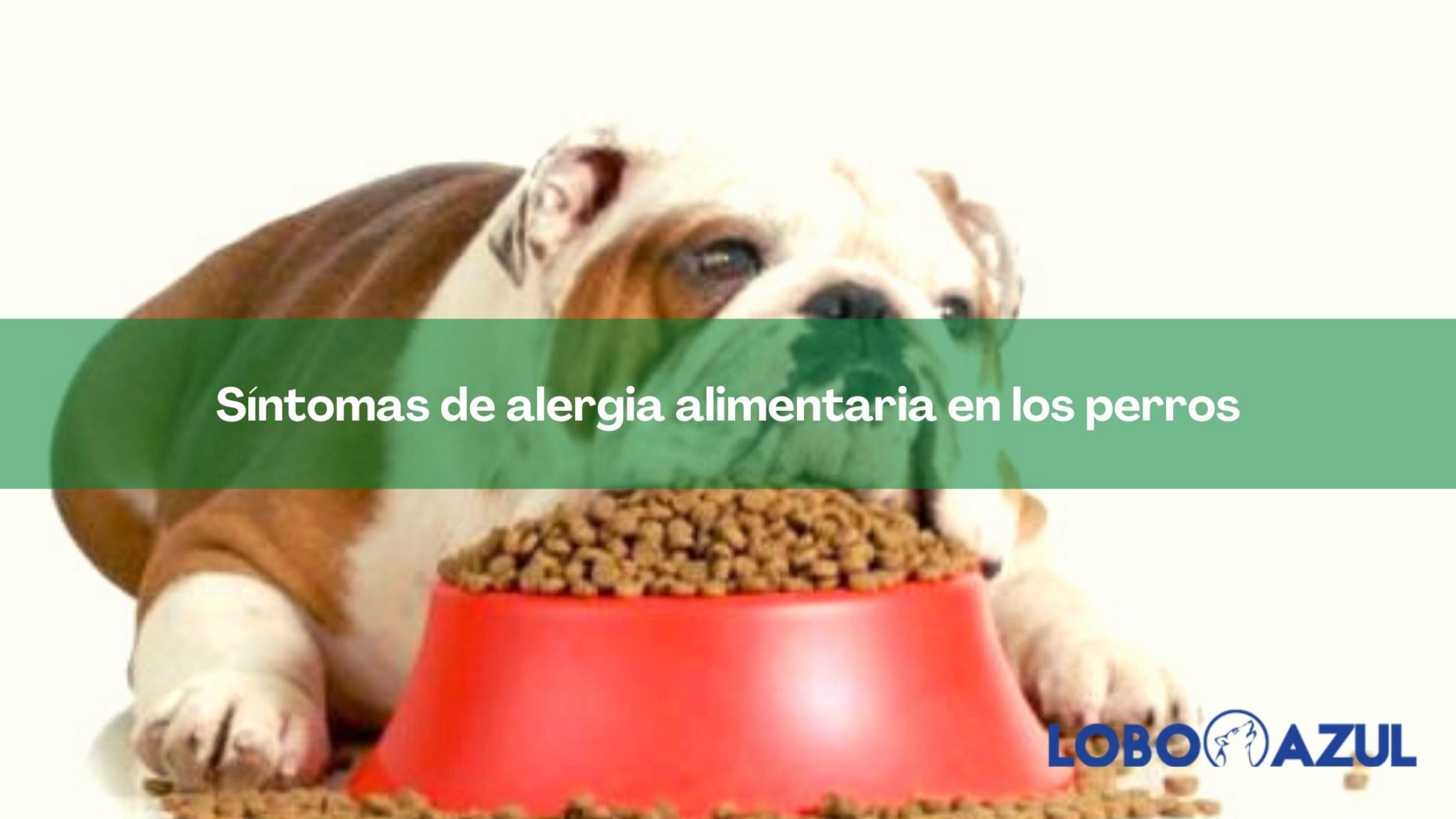 Síntomas de alergia alimentaria en los perros