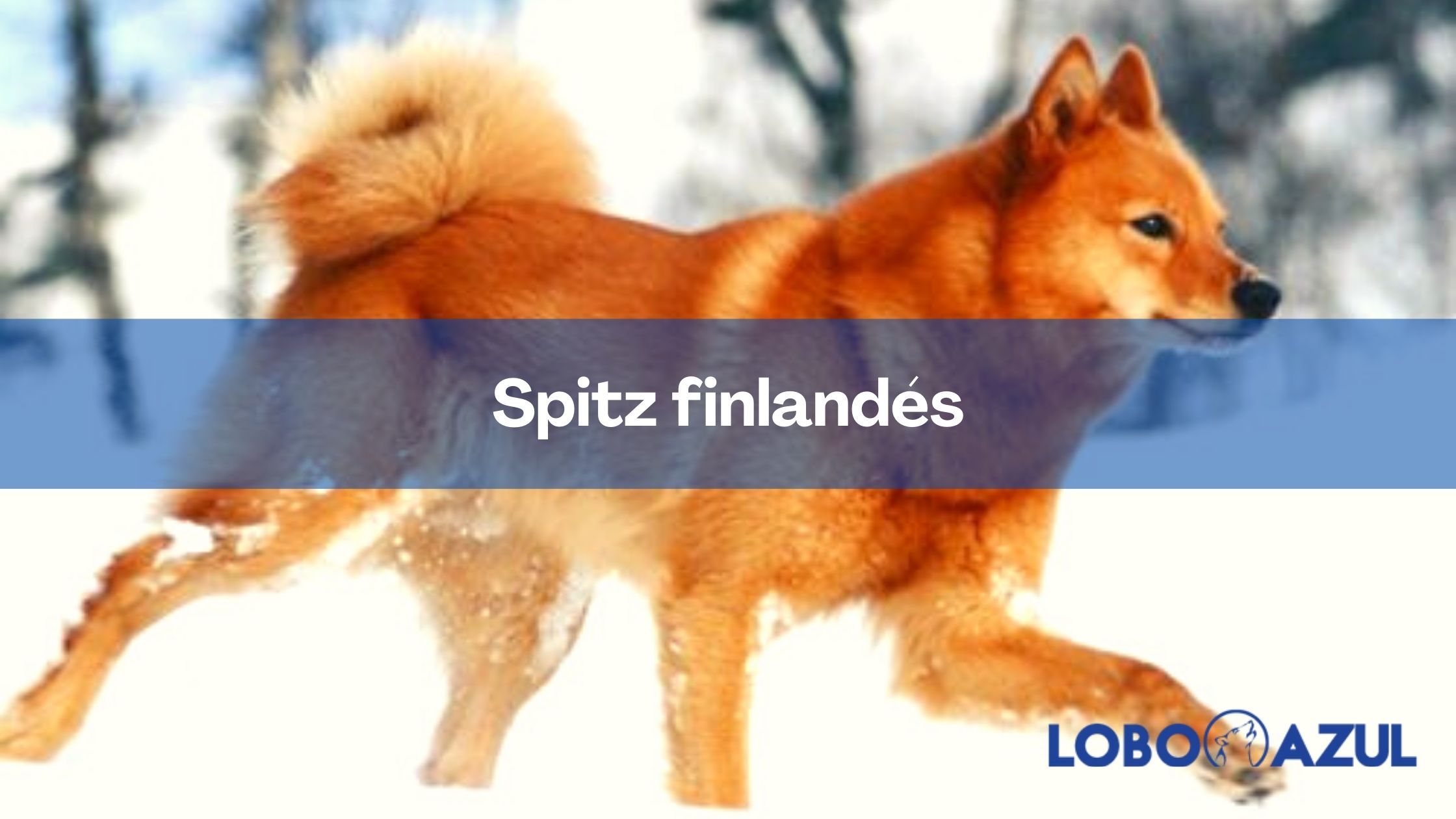 Spitz finlandés - Te lo contamos cómo es esta activa raza