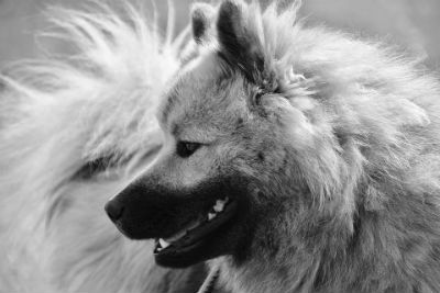 Origen del Eurasier