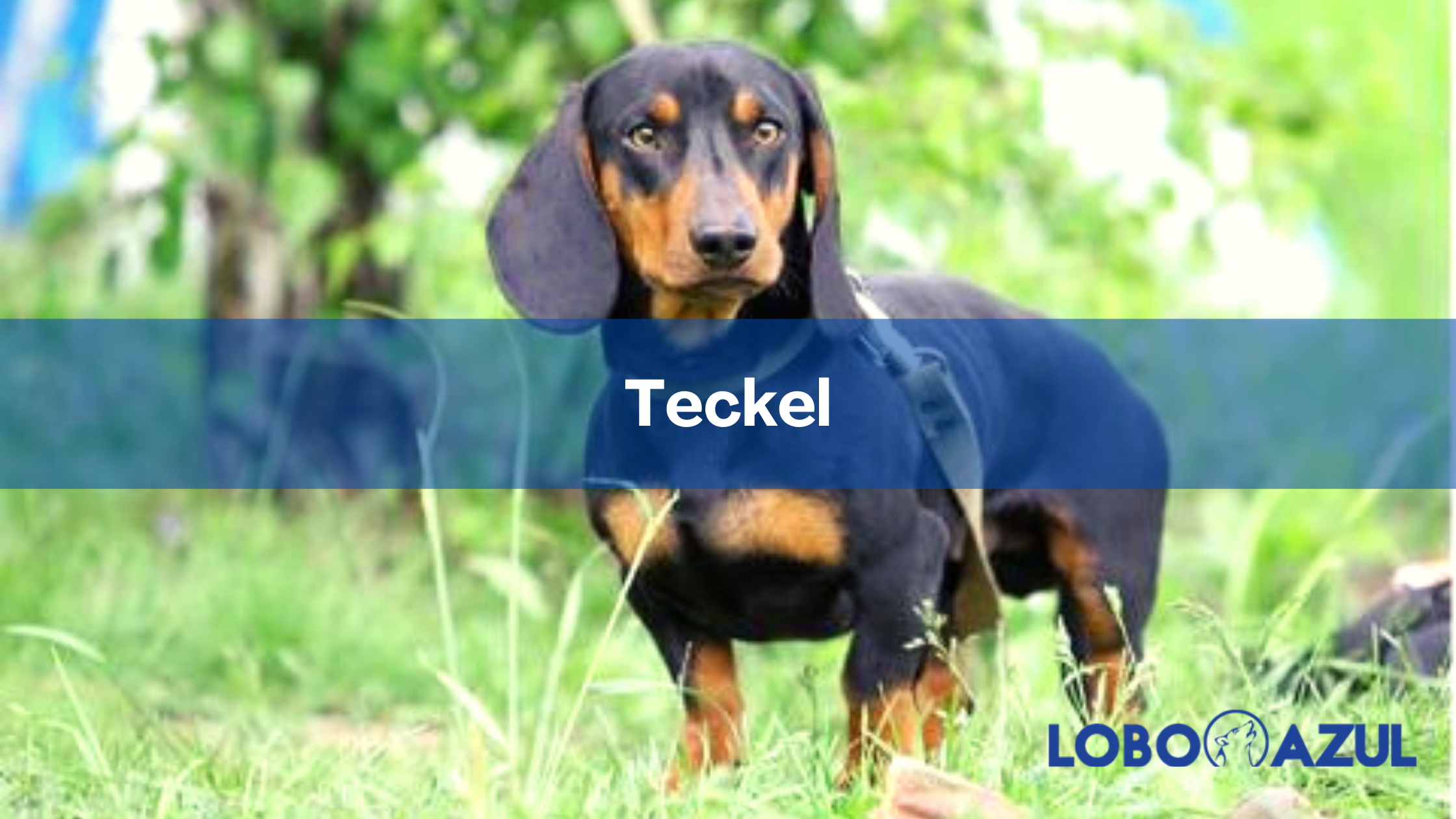 Teckel - Todo lo que debes saber sobre el Perro Salchicha