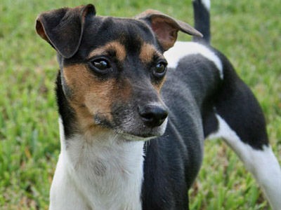 terrier brasileiro