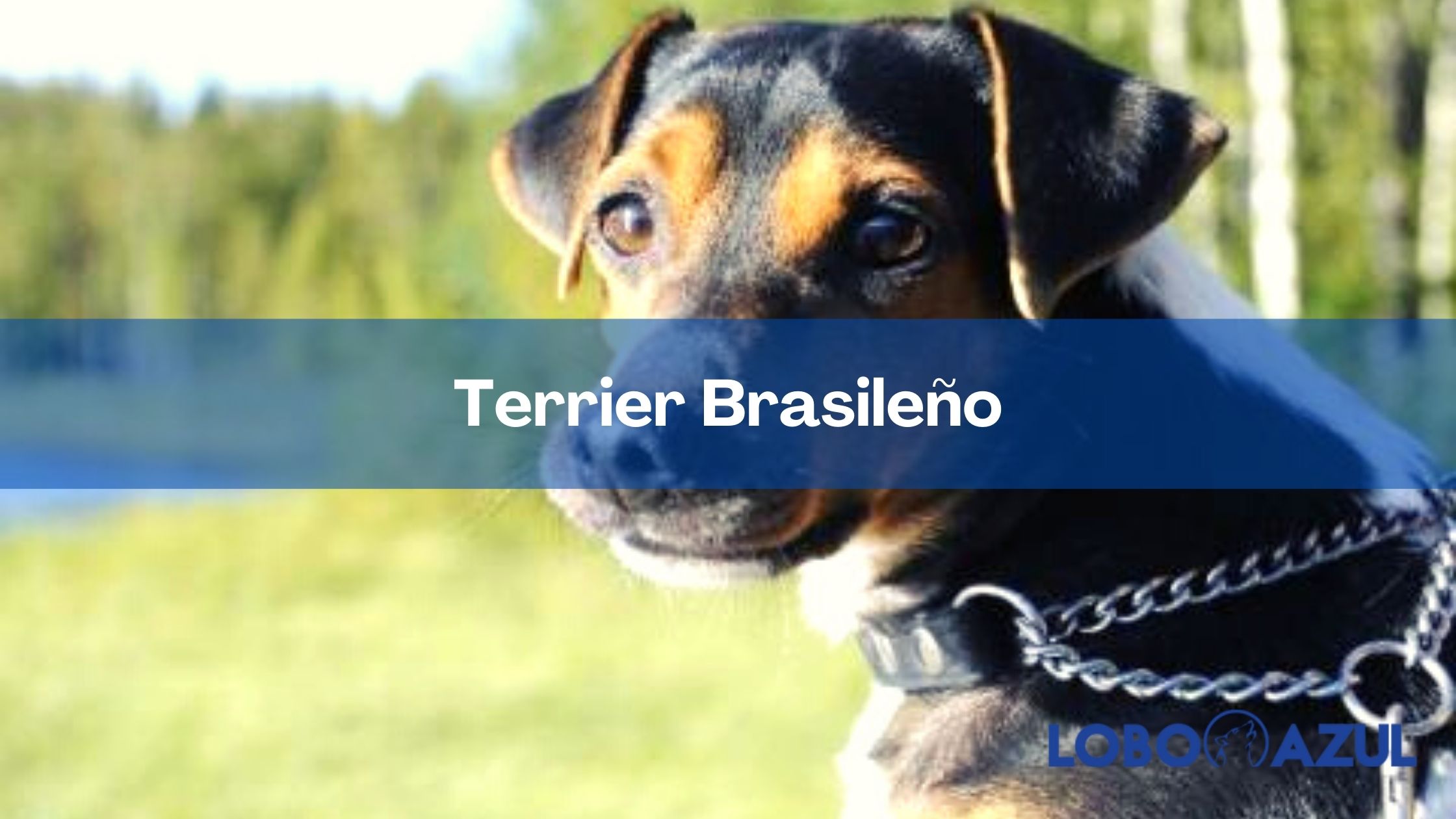 Terrier Brasileño - características, origen y comportamiento de esta raza