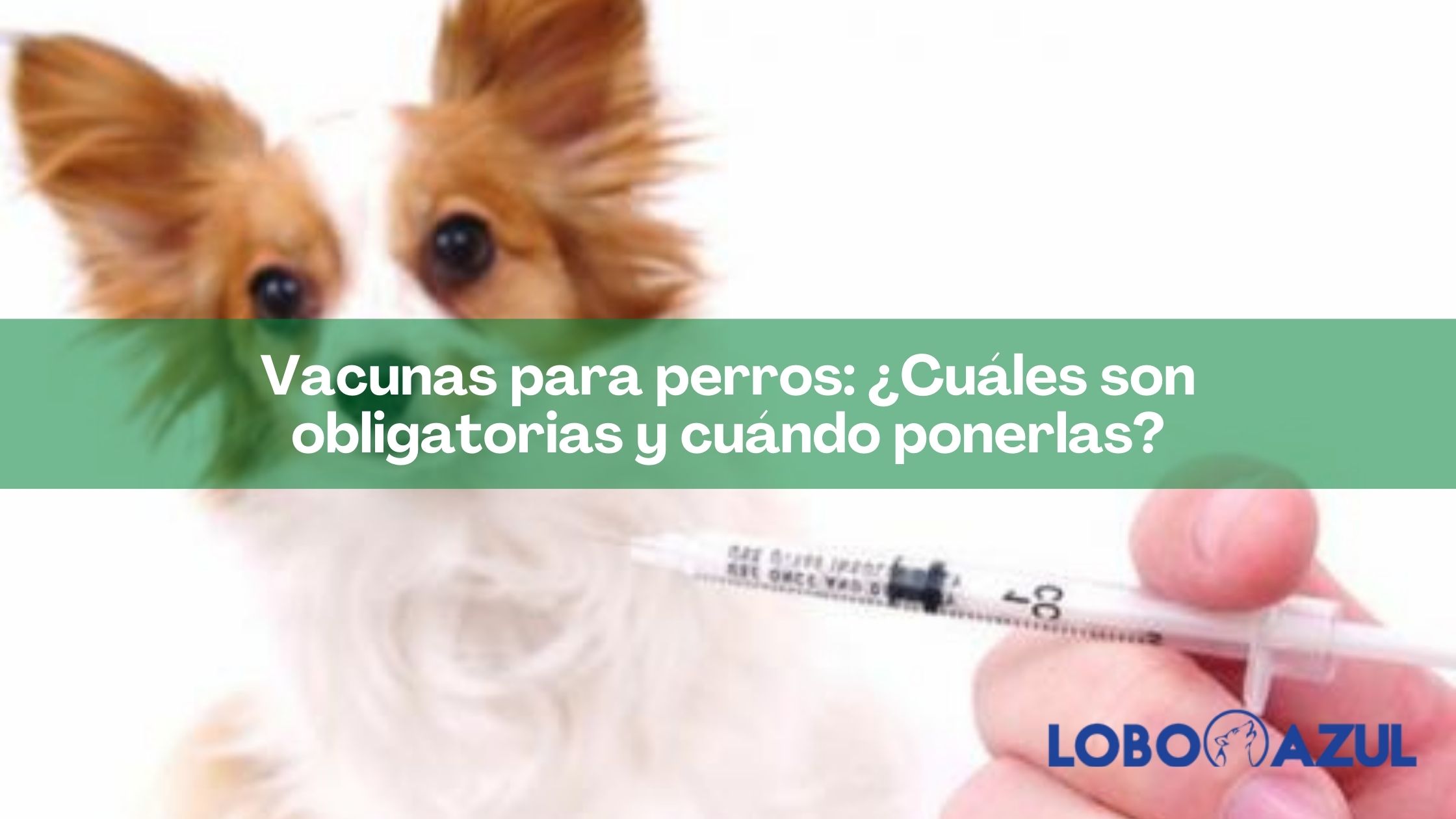 Vacunas para perros: ¿Cuáles son obligatorias y cuándo ponerlas?