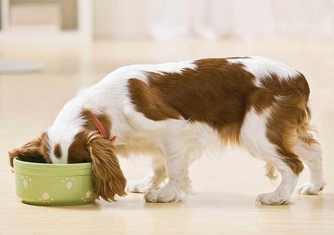 perro comiendo