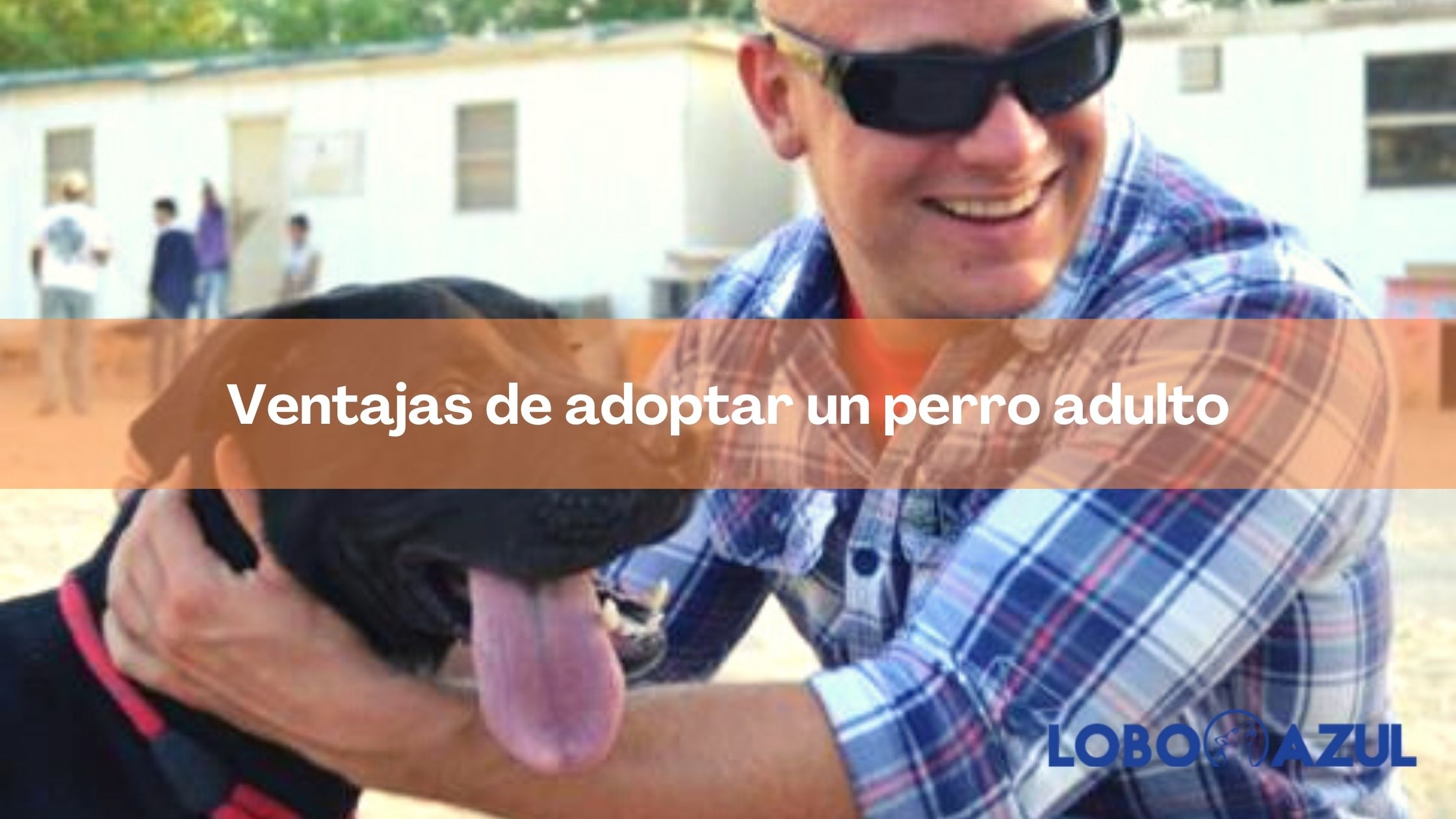 Ventajas de adoptar un perro adulto