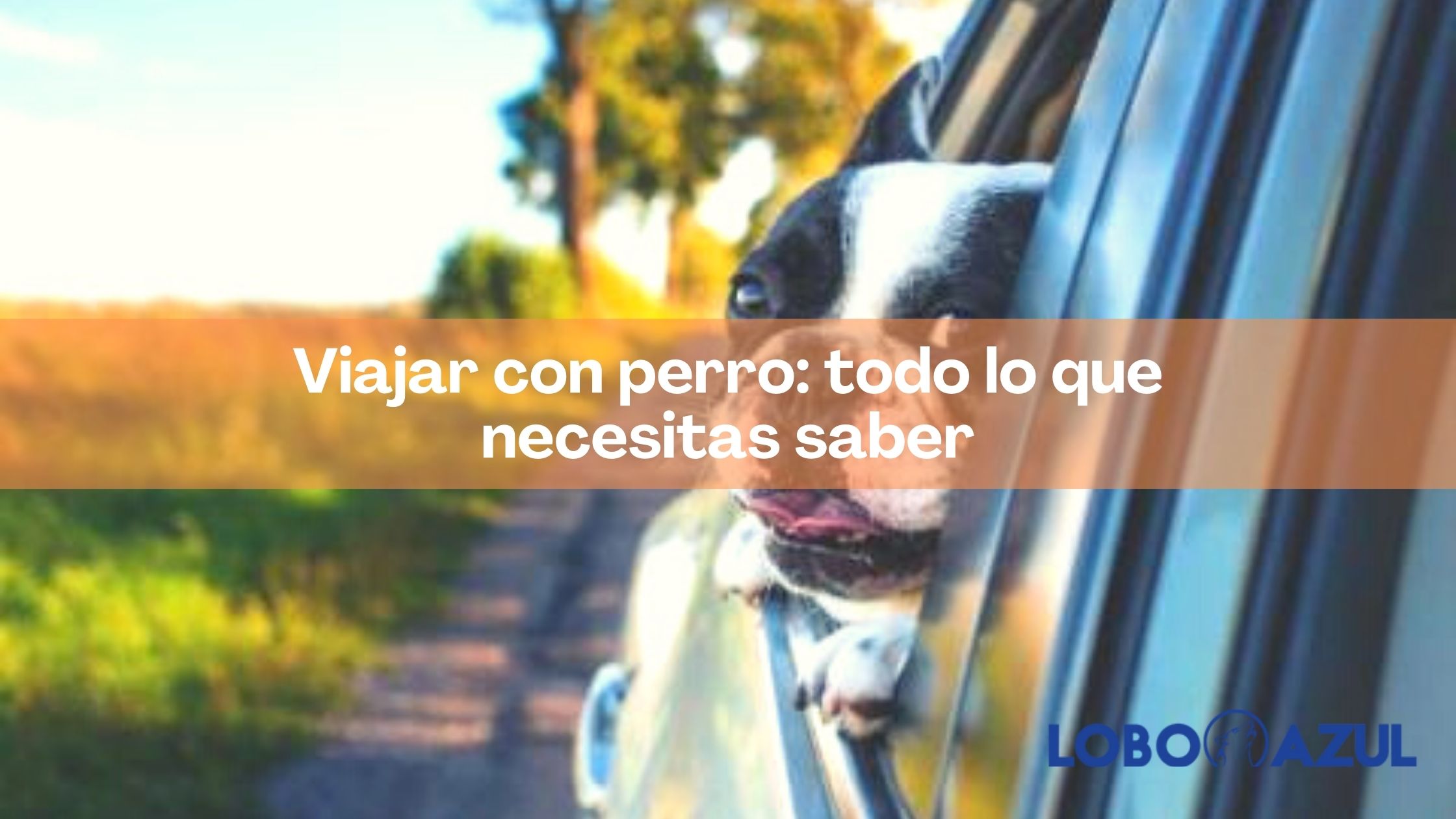 Viajar con perro: todo lo que necesitas saber