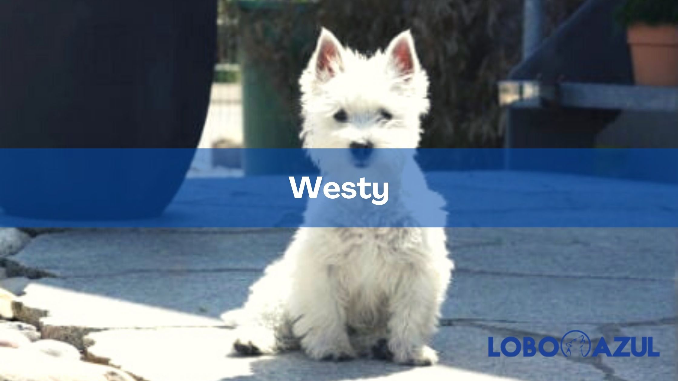 Westy - conoce al pequeño terrier que querrás adoptar