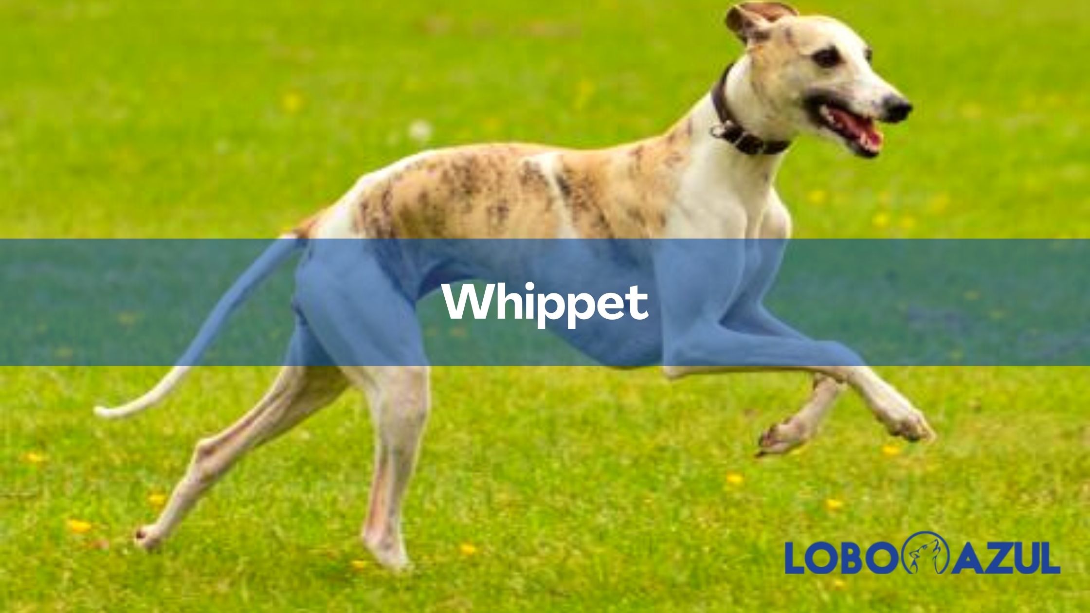 Whippet - Todo lo que necesitas sobre este veloz e inteligente