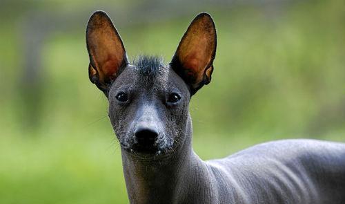 cuidados del Xoloitzcuintle