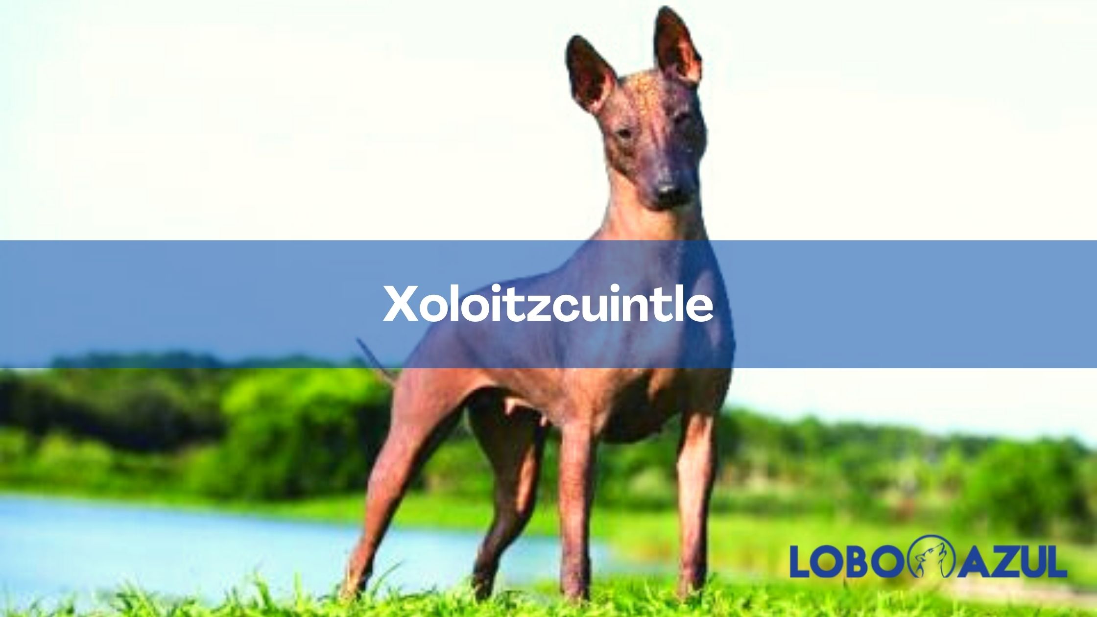 Xoloitzcuintle, un desconocido compañero