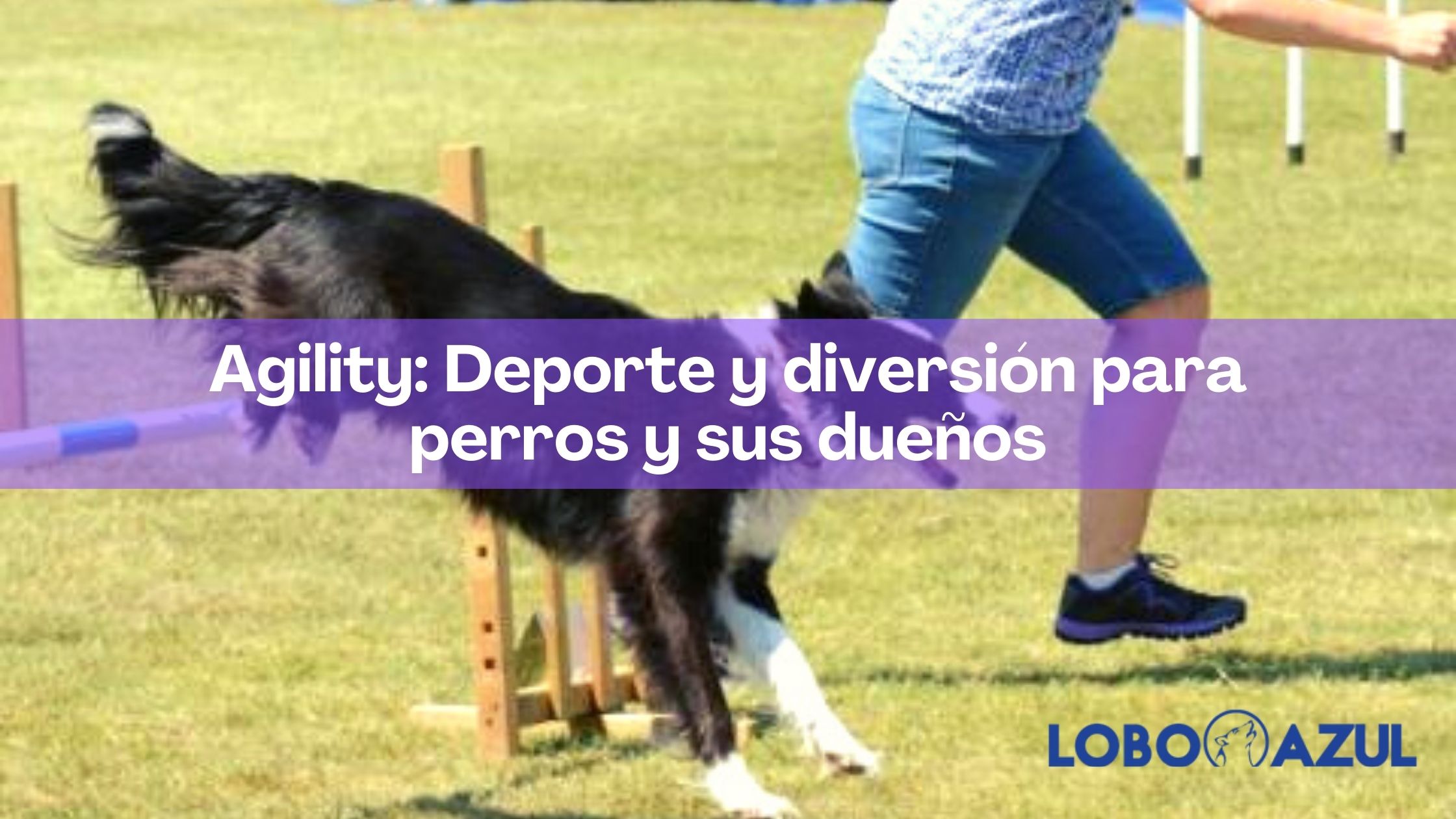 Agility: Deporte y diversión para perros y sus dueños