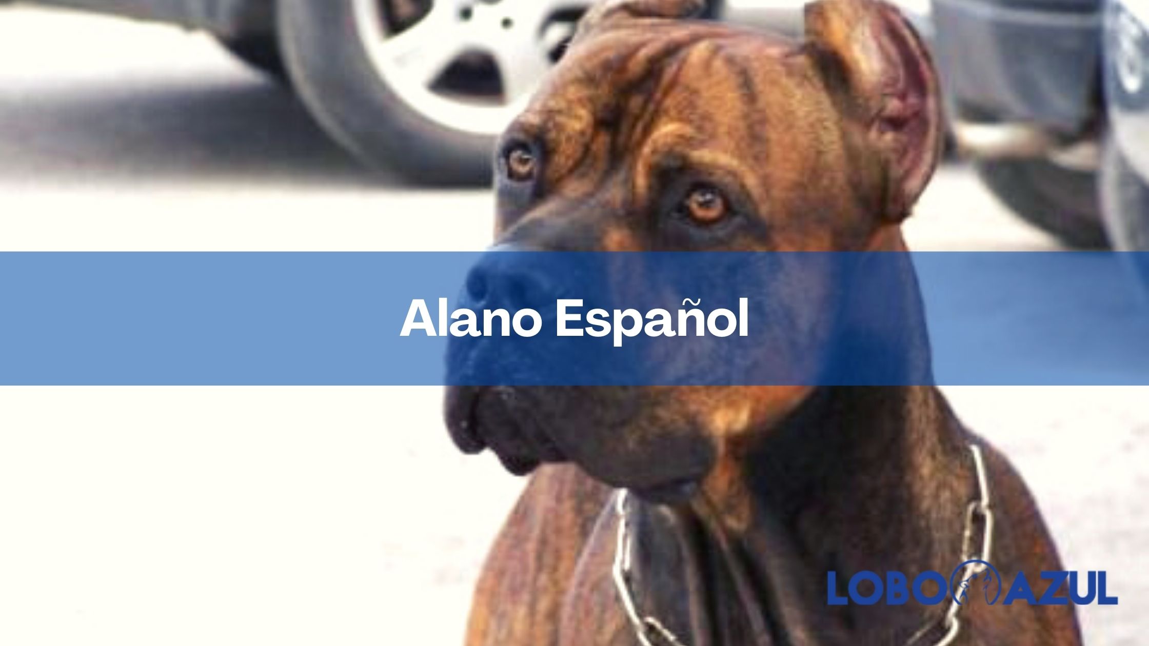 Alano Español - alimentación, cuidados, cachorros y mucho más