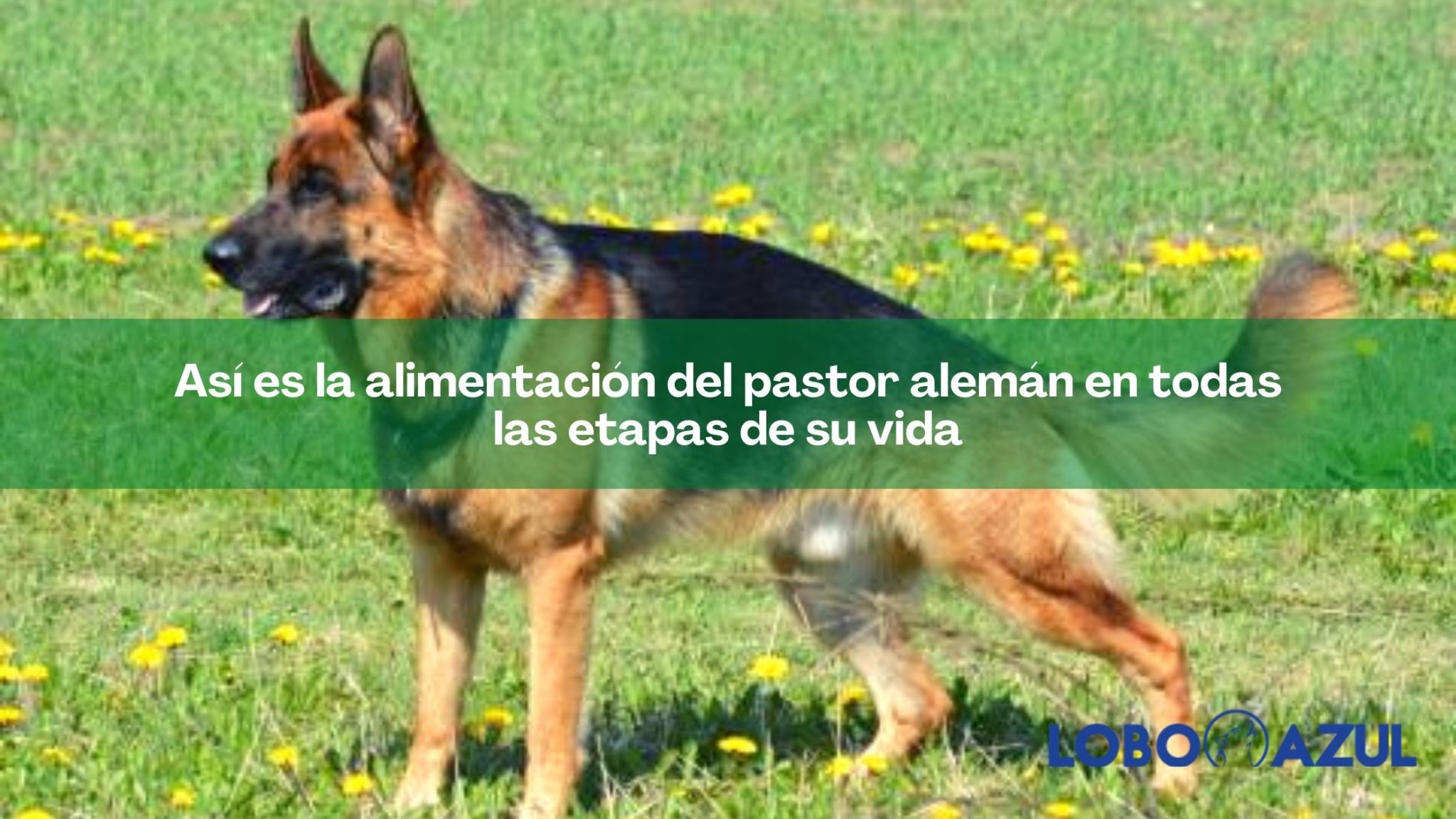 Así es la alimentación del pastor alemán en todas las etapas de su vida