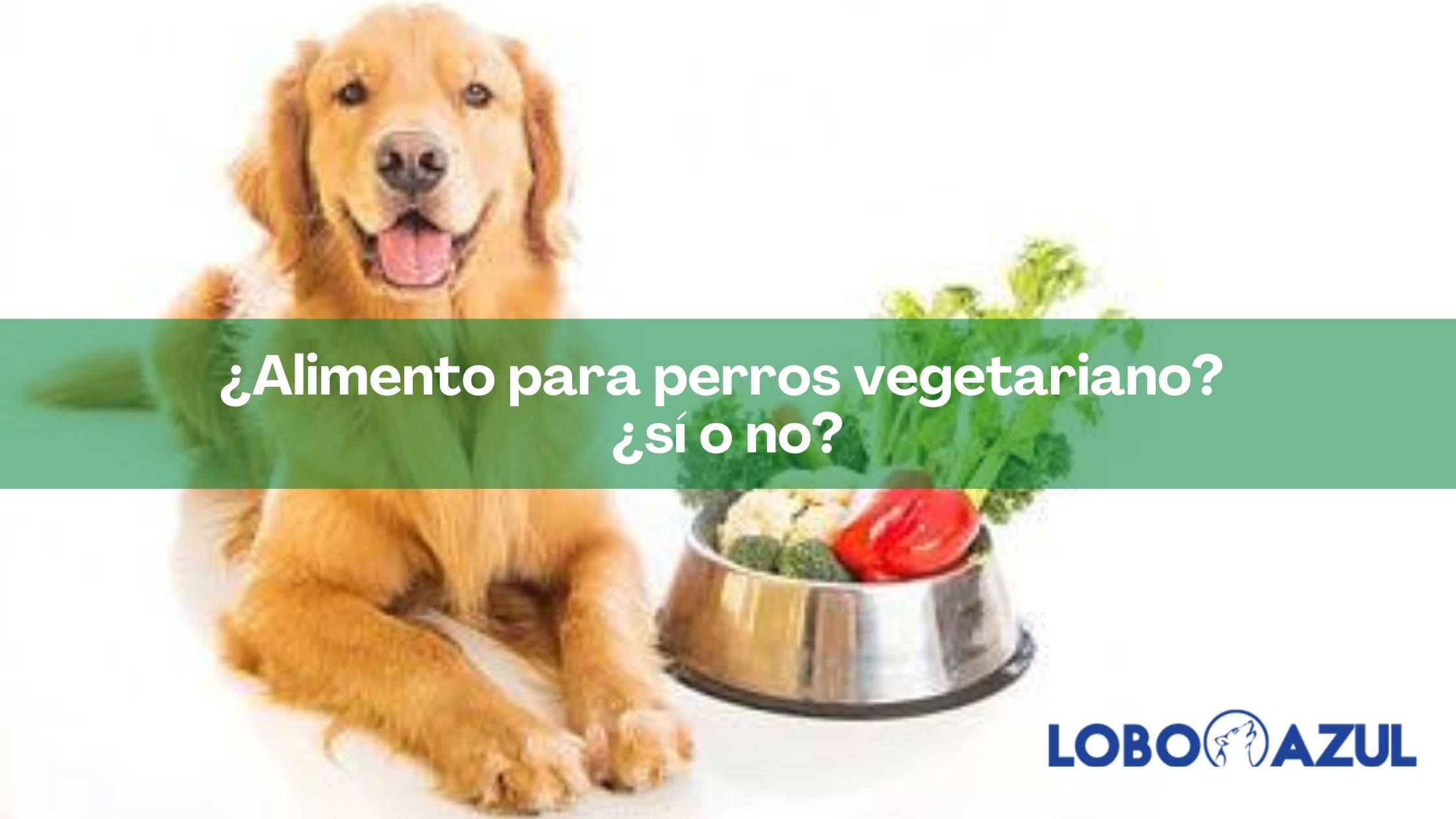 ¿Alimento para perros vegetariano? ¿sí o no?