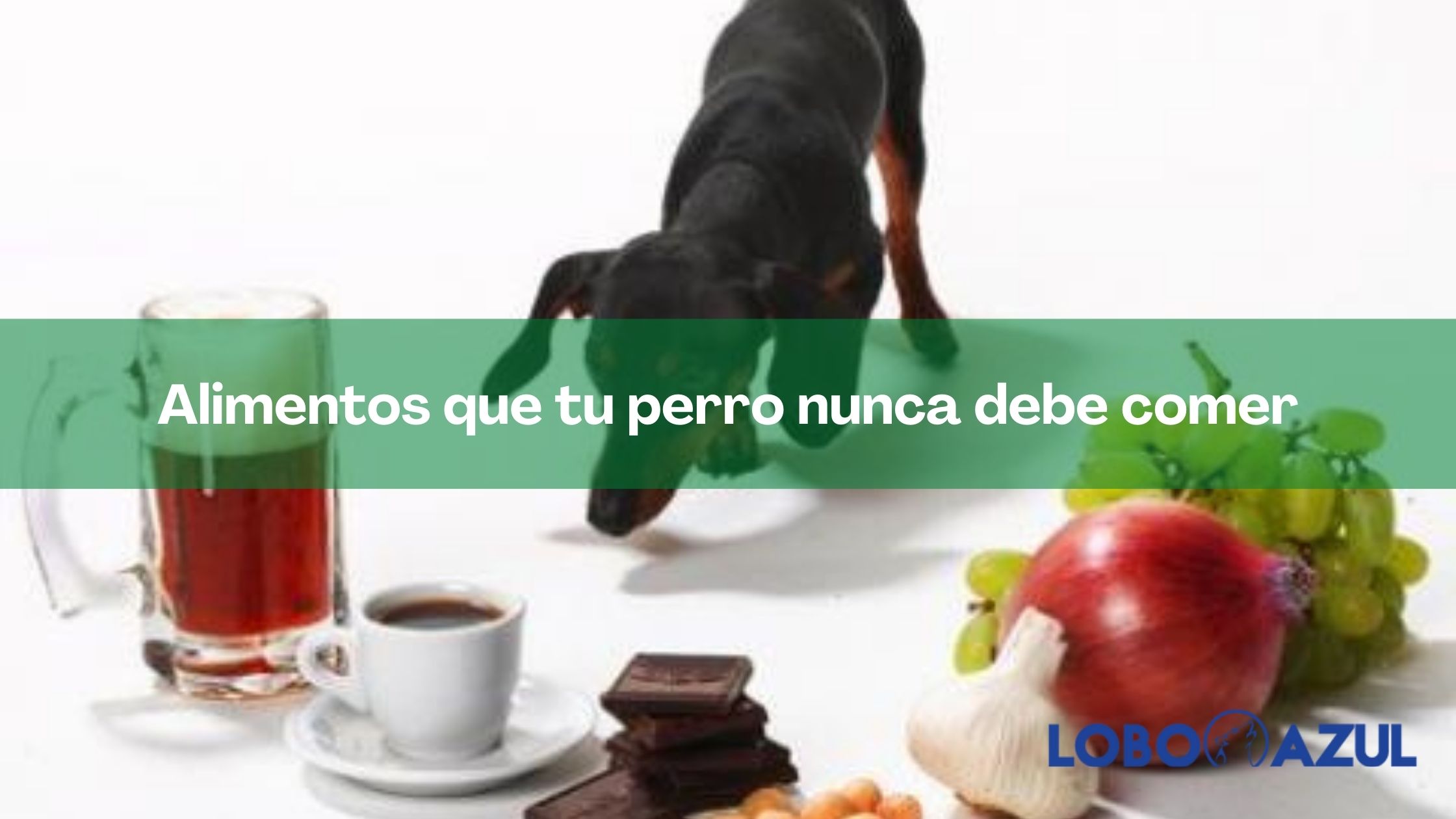 Alimentos que tu perro nunca debe comer