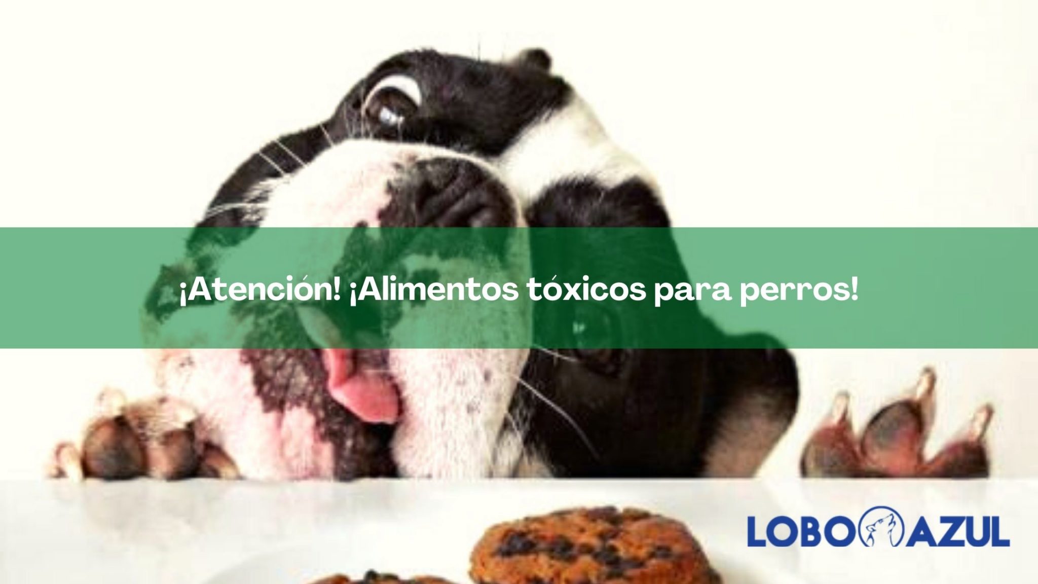 ¡Atención! ¡Alimentos tóxicos para perros!