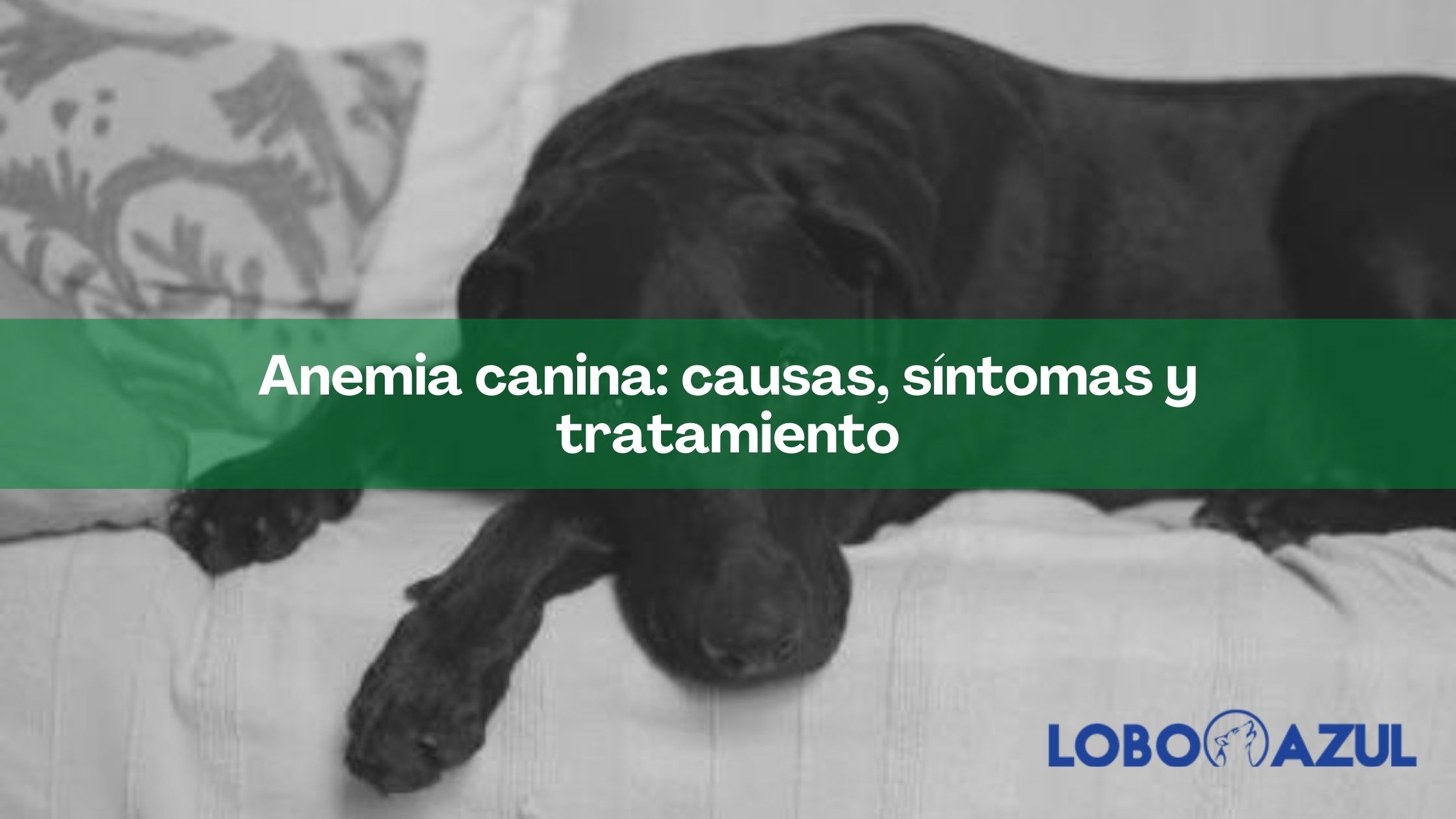 Anemia canina: causas, síntomas y tratamiento