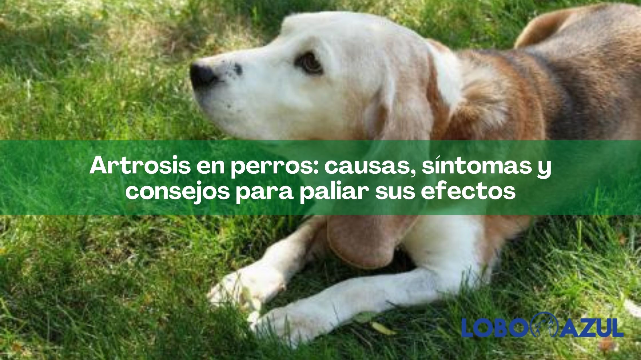 Artrosis en perros: causas, síntomas y consejos para paliar sus efectos