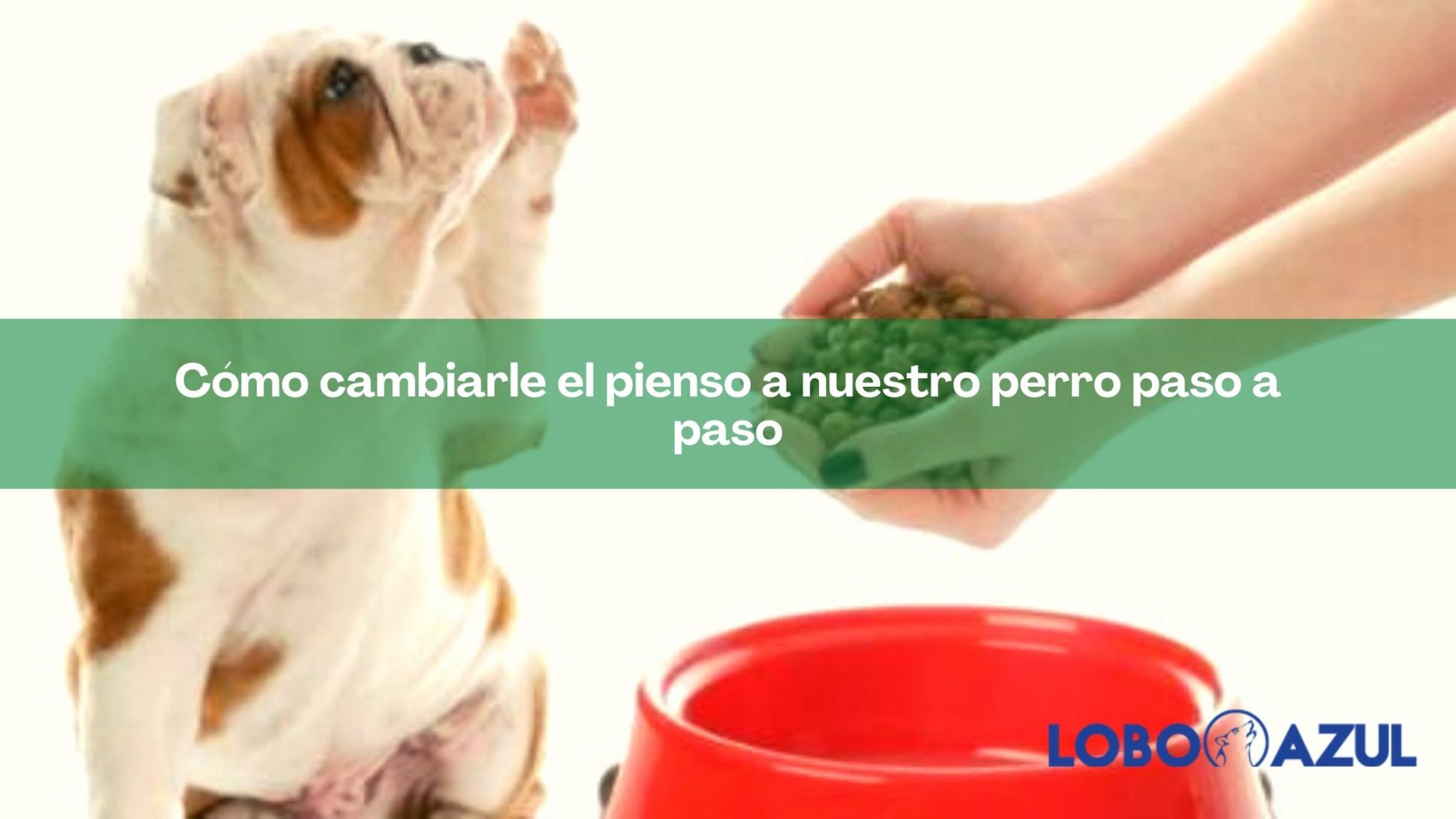 Cómo cambiarle el pienso a nuestro perro paso a paso