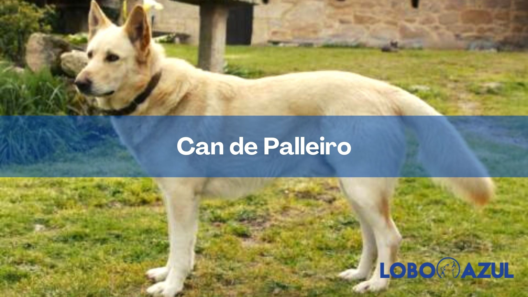 Can de palleiro: La raza de perros autóctona de Galicia