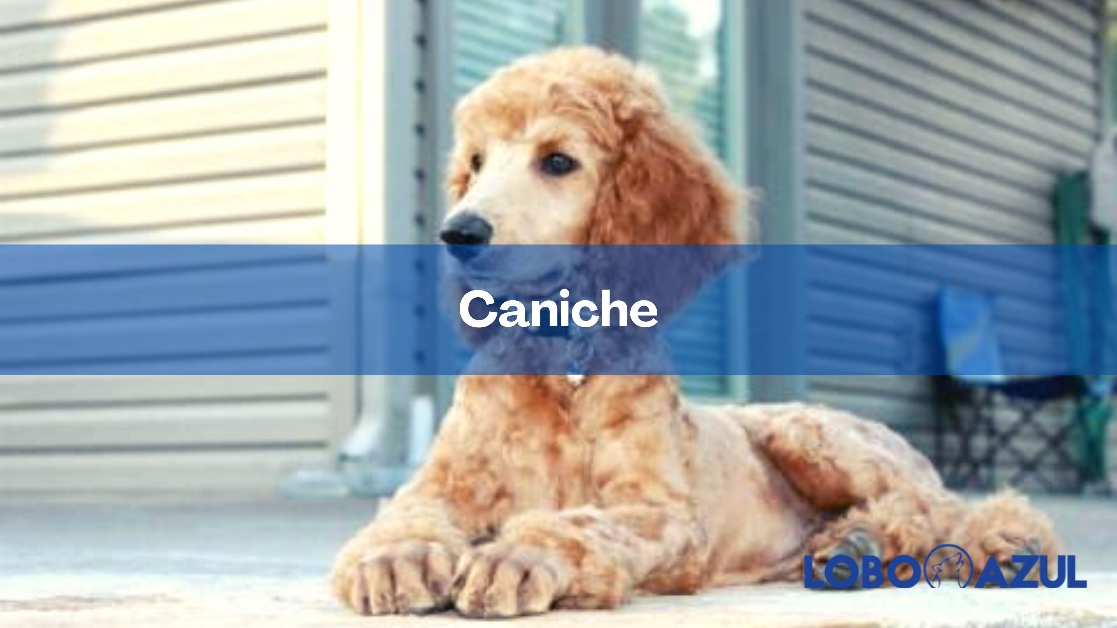 El Caniche, la mascota favorita de grandes y pequeños