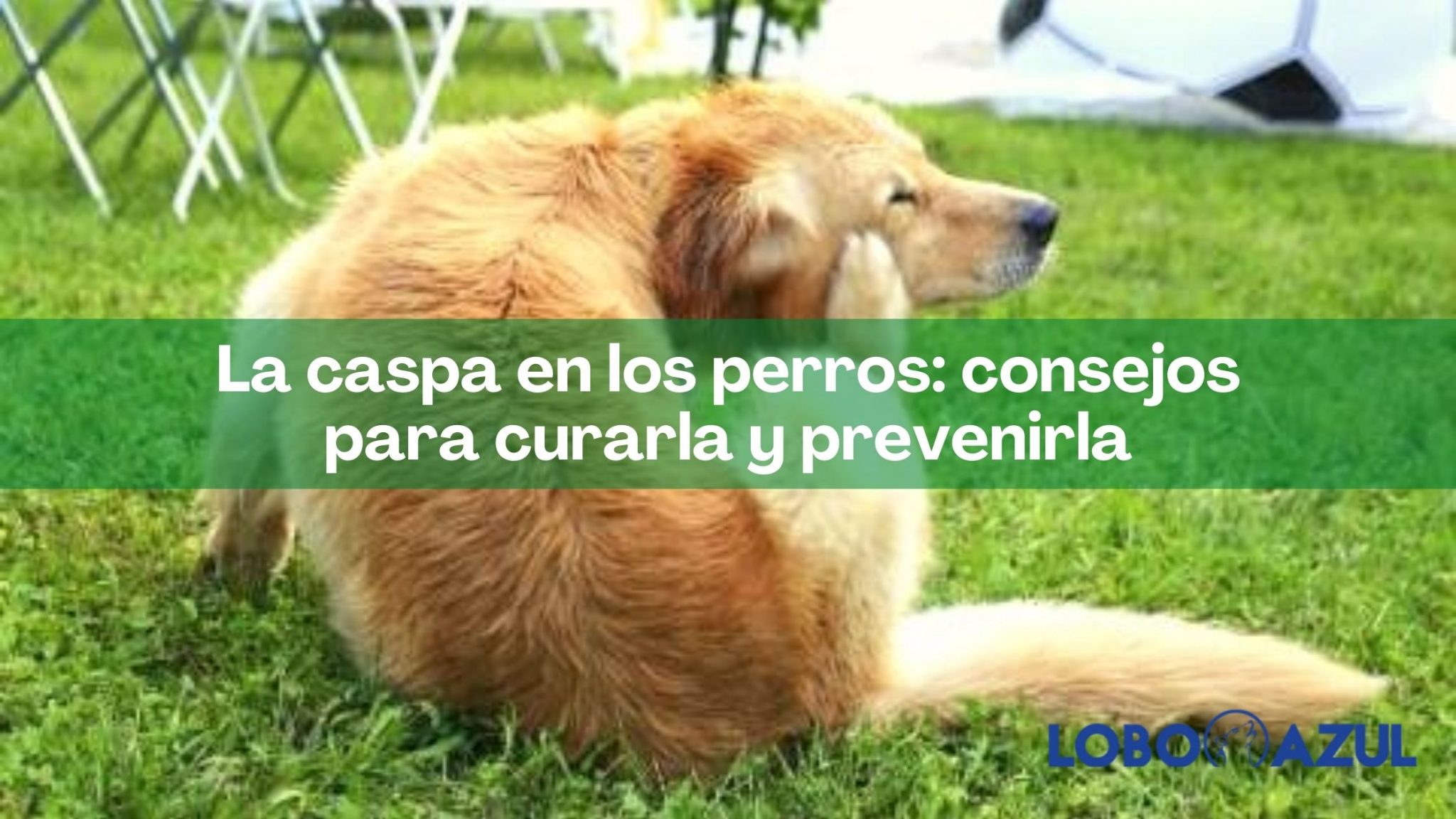 La caspa en los perros: consejos para curarla y prevenirla