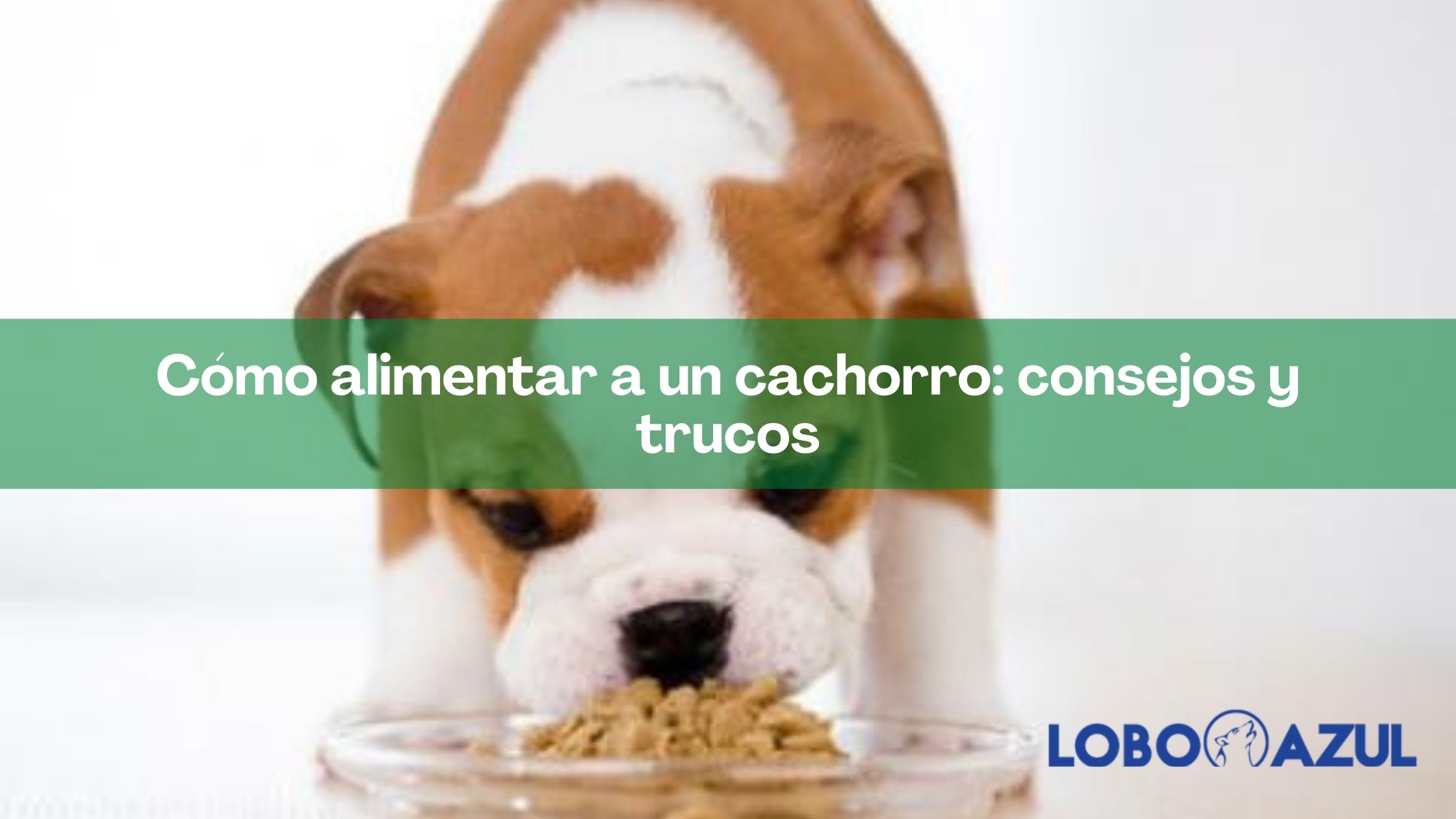 Cómo alimentar a un cachorro: consejos y trucos