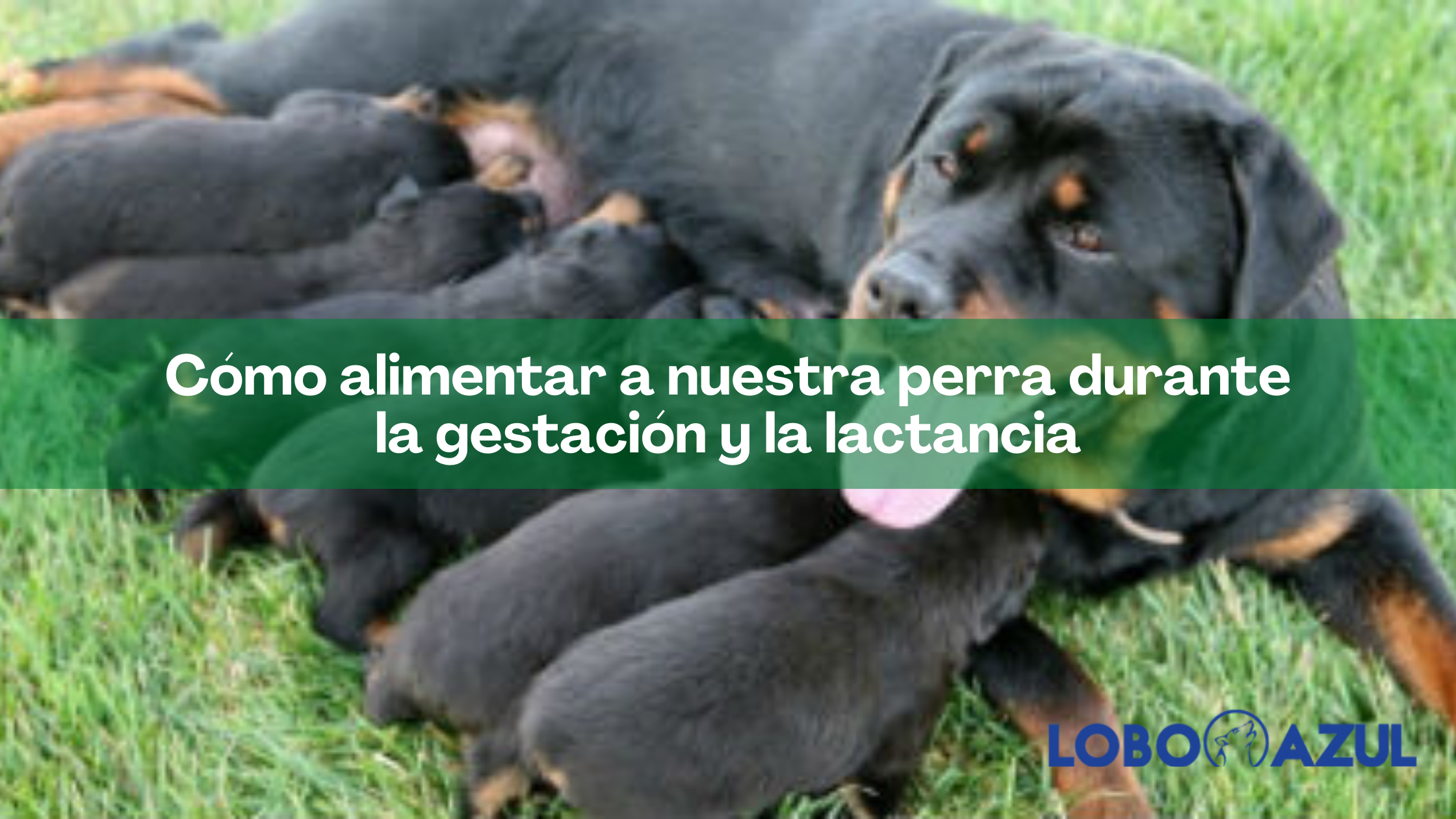 Cómo alimentar a nuestra perra durante la gestación y la lactancia